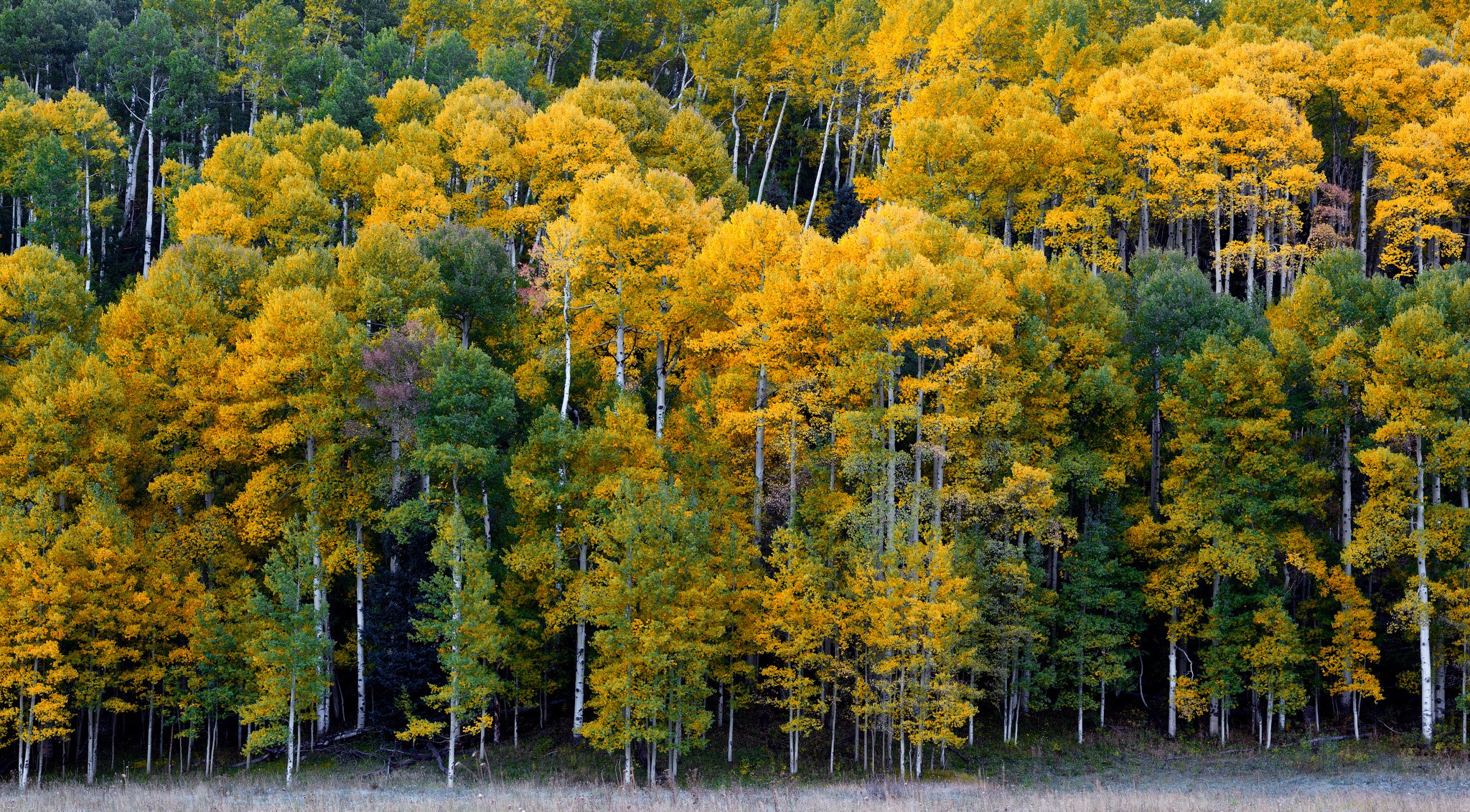 Aspen forest in autumn near Ridgway, Colorado HD Wallpaper