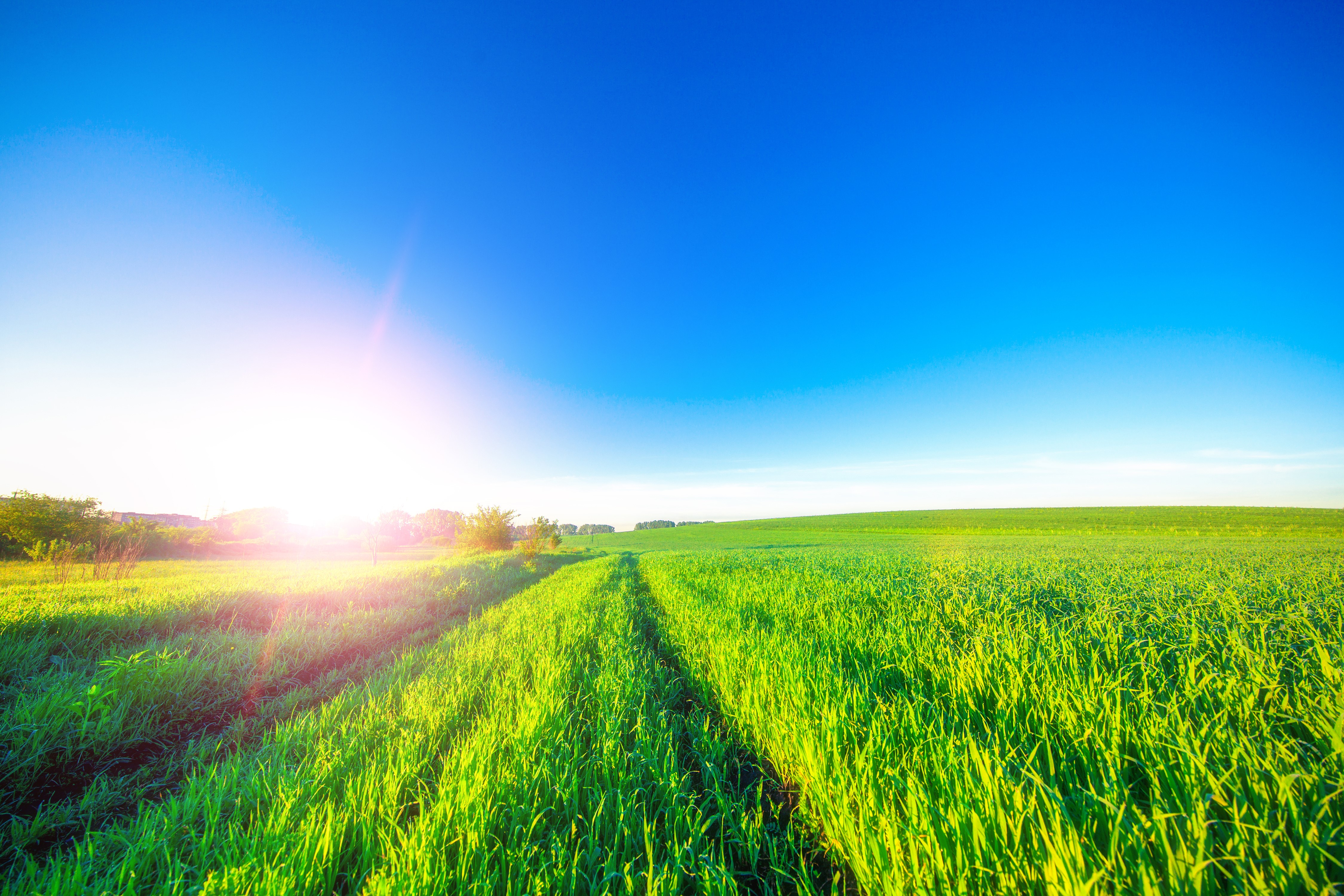 4K Green Fields Under Blue Sky with Sun HD Wallpaper