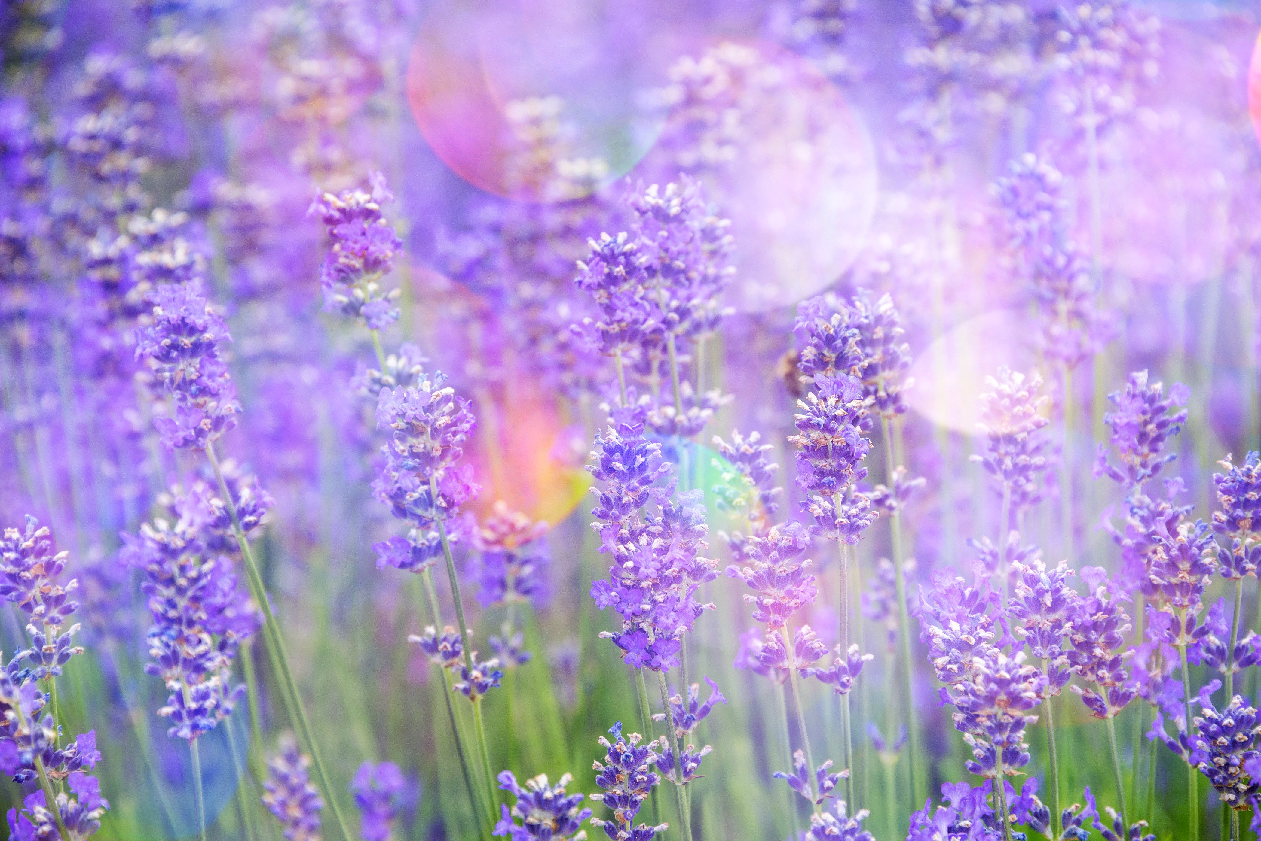 4K Lavender Field with Bokeh HD Wallpaper