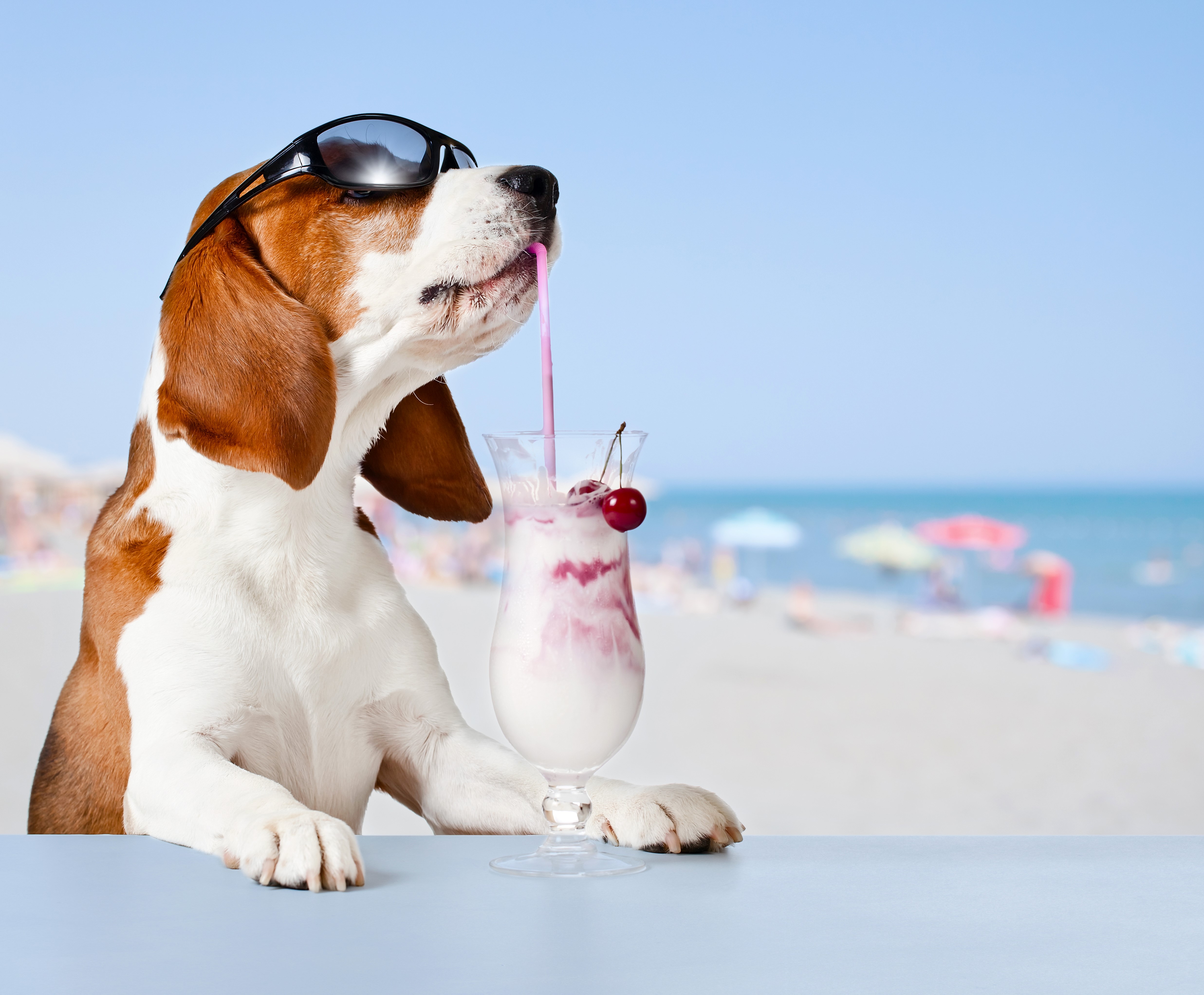 Beagle dog wearing sunglasses drinking a cocktail on the beach HD Wallpaper