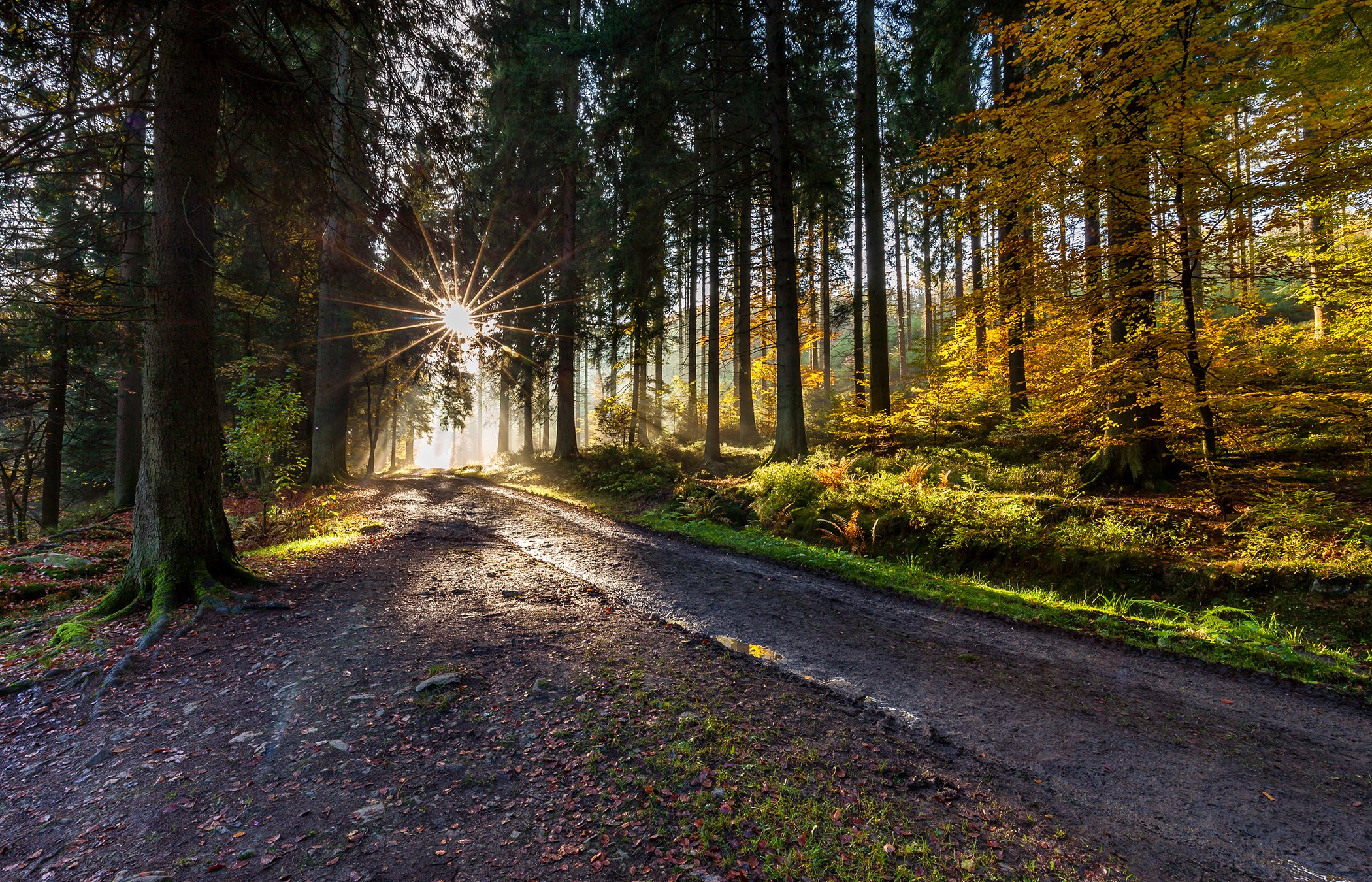 Sunlight filtering through trees on a forest road in autumn HD Wallpaper