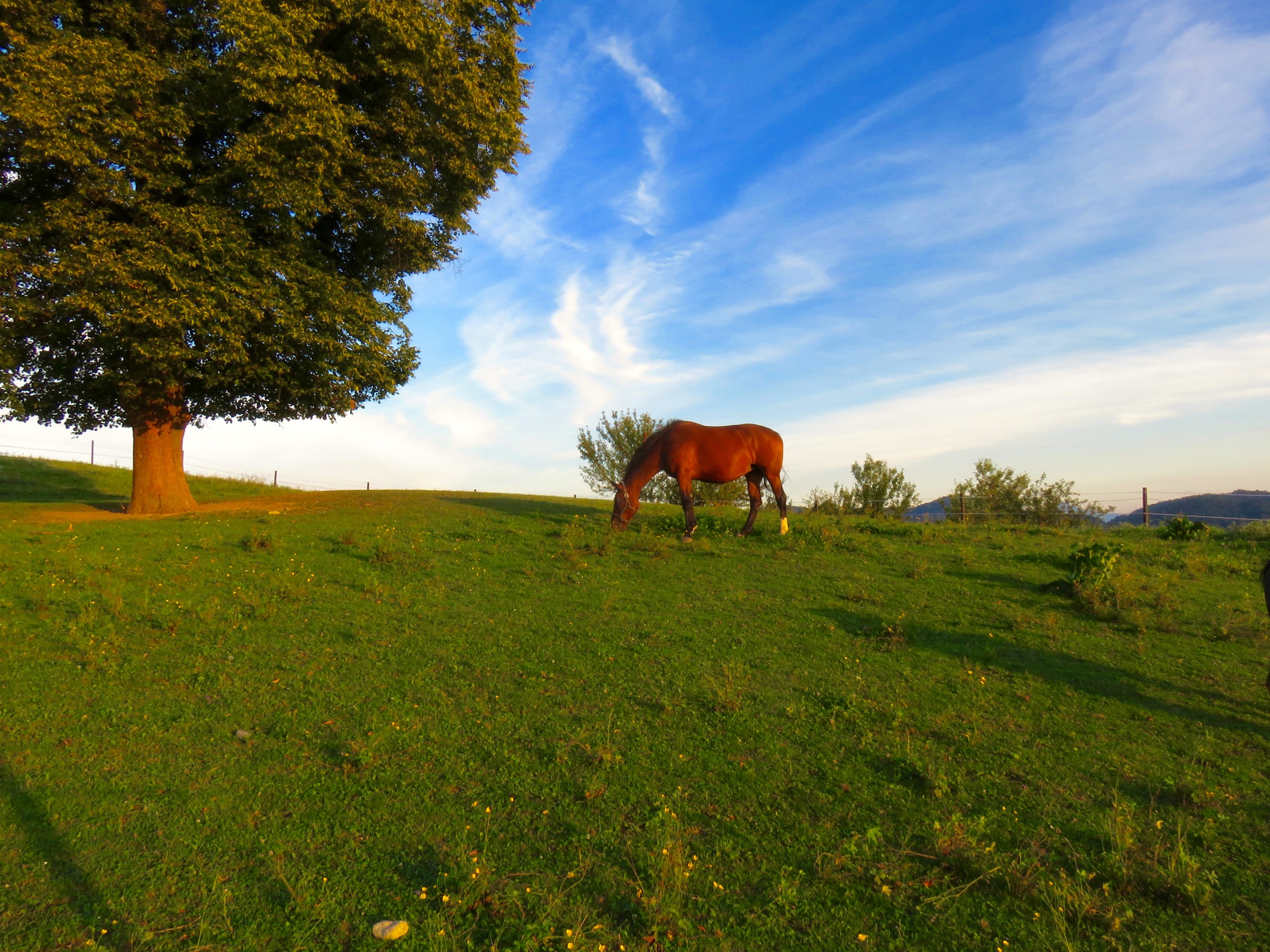Horse grazing in a field with a large tree and blue sky HD Wallpaper