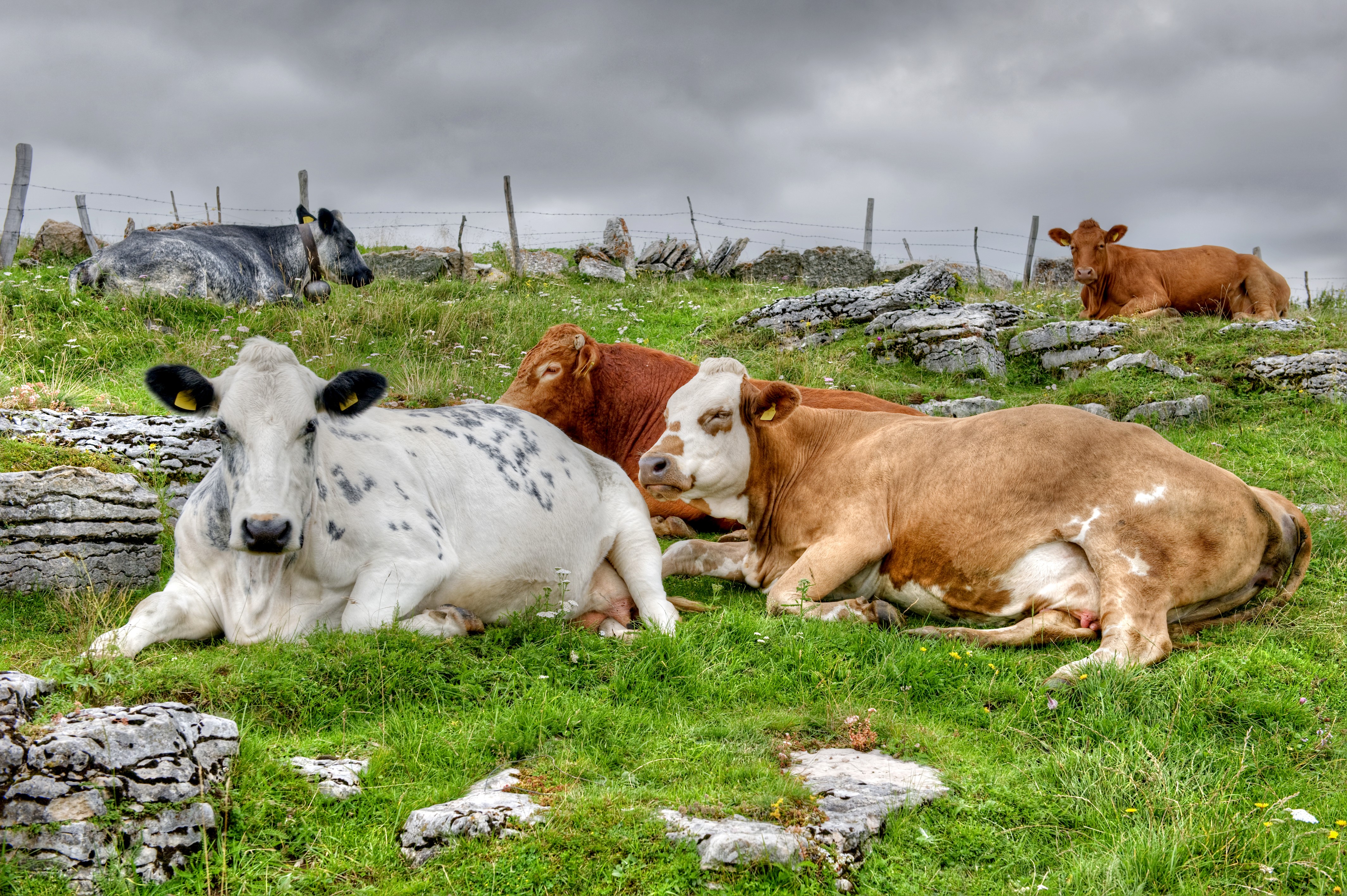Cows resting on a grassy hill HD Wallpaper