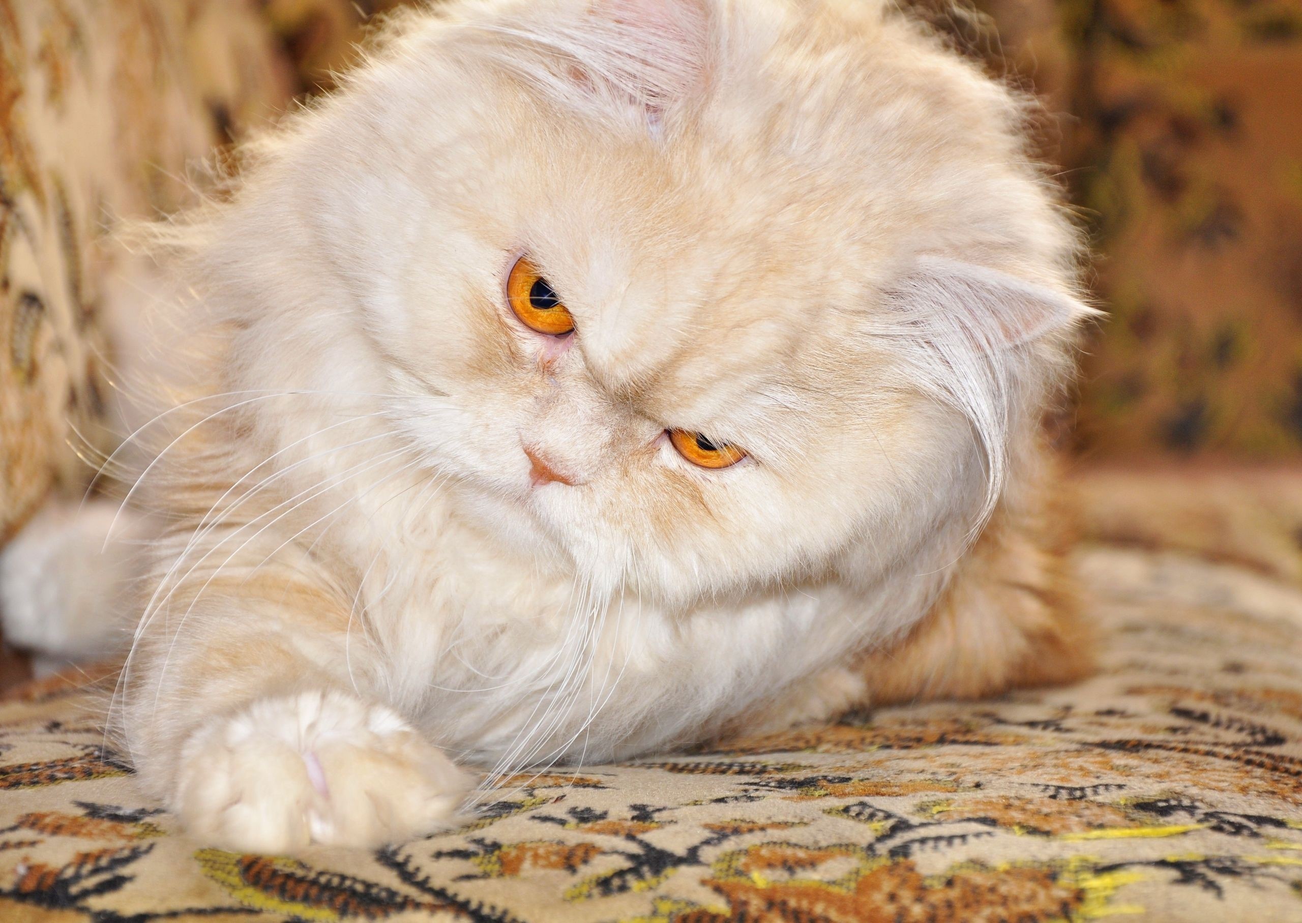 Fluffy Persian Cat with Orange Eyes HD Wallpaper
