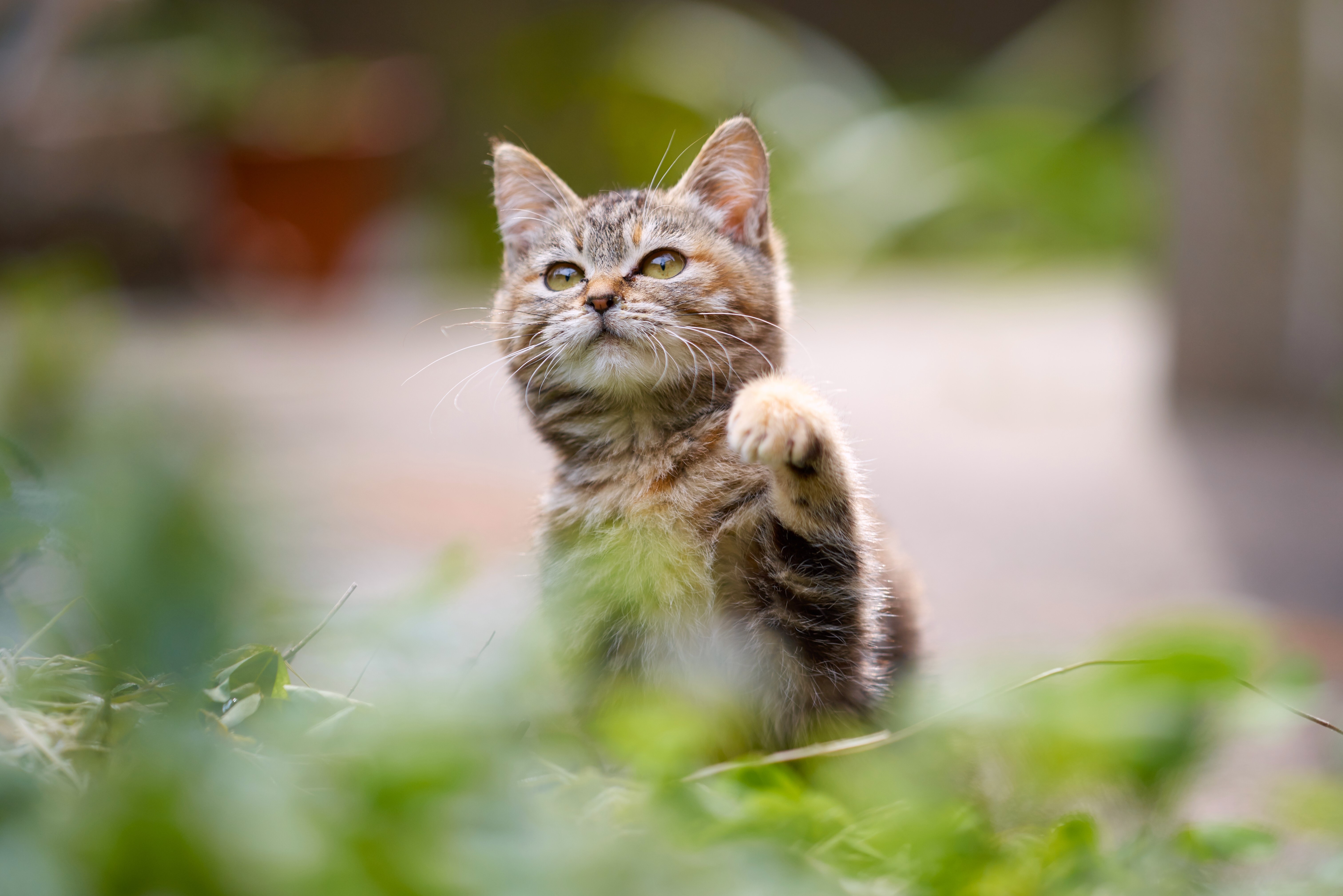 Kitten reaching up in green foliage HD Wallpaper