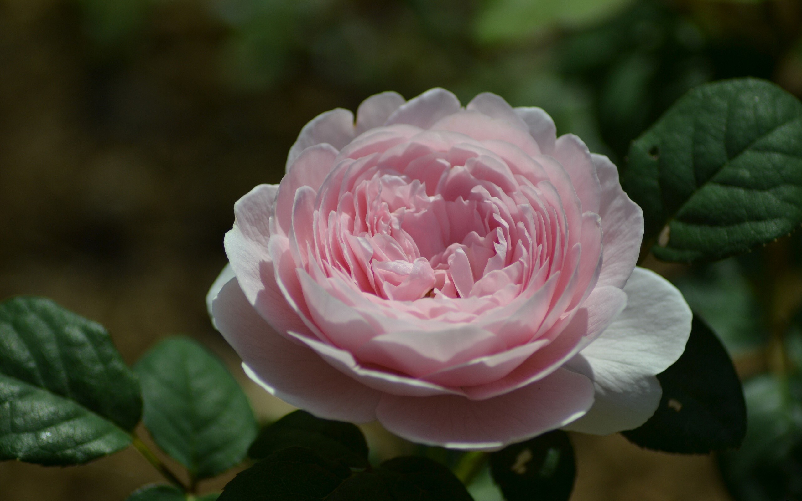 Close-up of a delicate pink rose in bloom HD Wallpaper