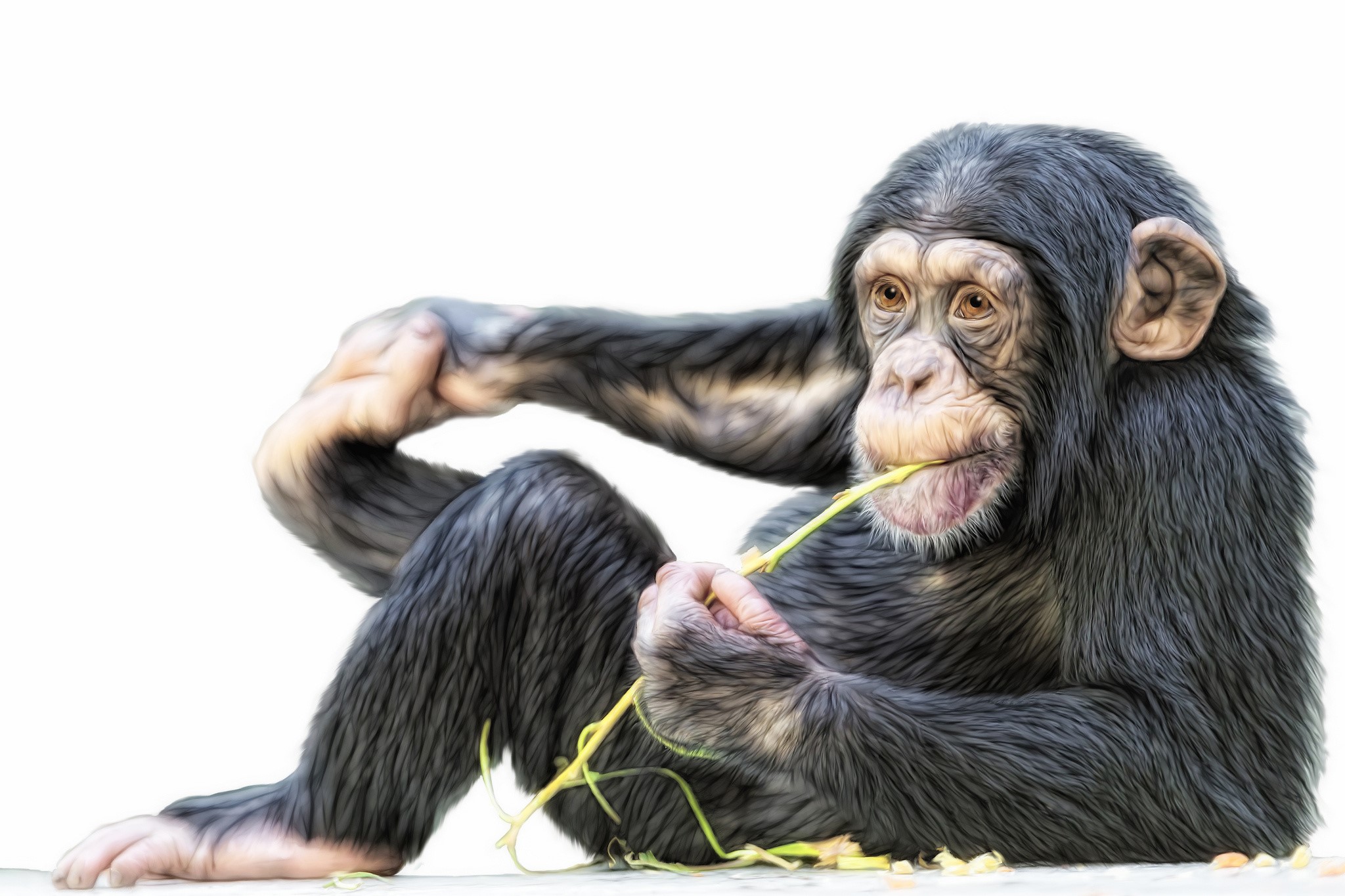 Chimpanzee eating a plant on a white background HD Wallpaper