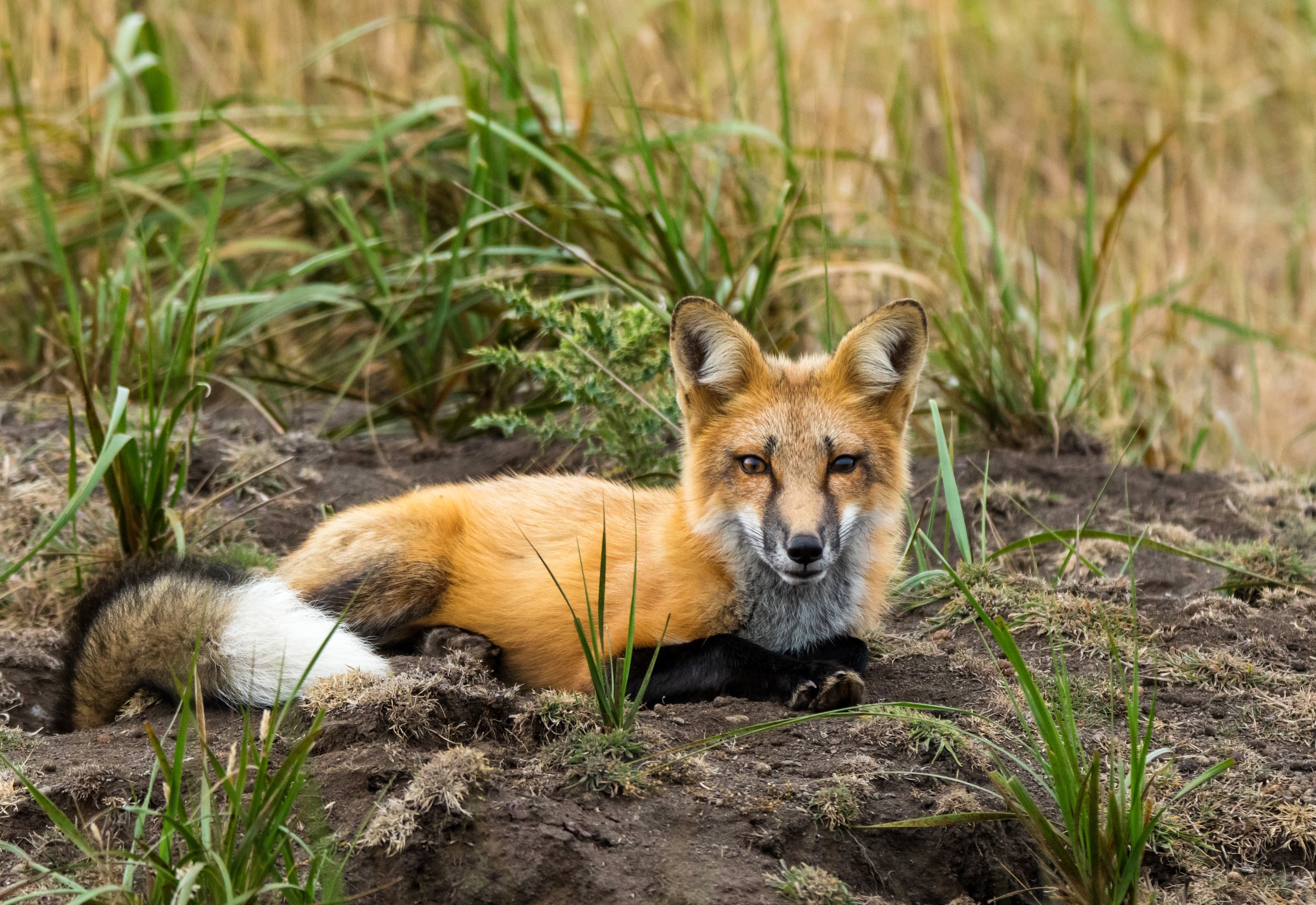 Red Fox Lying in Grass HD Wallpaper