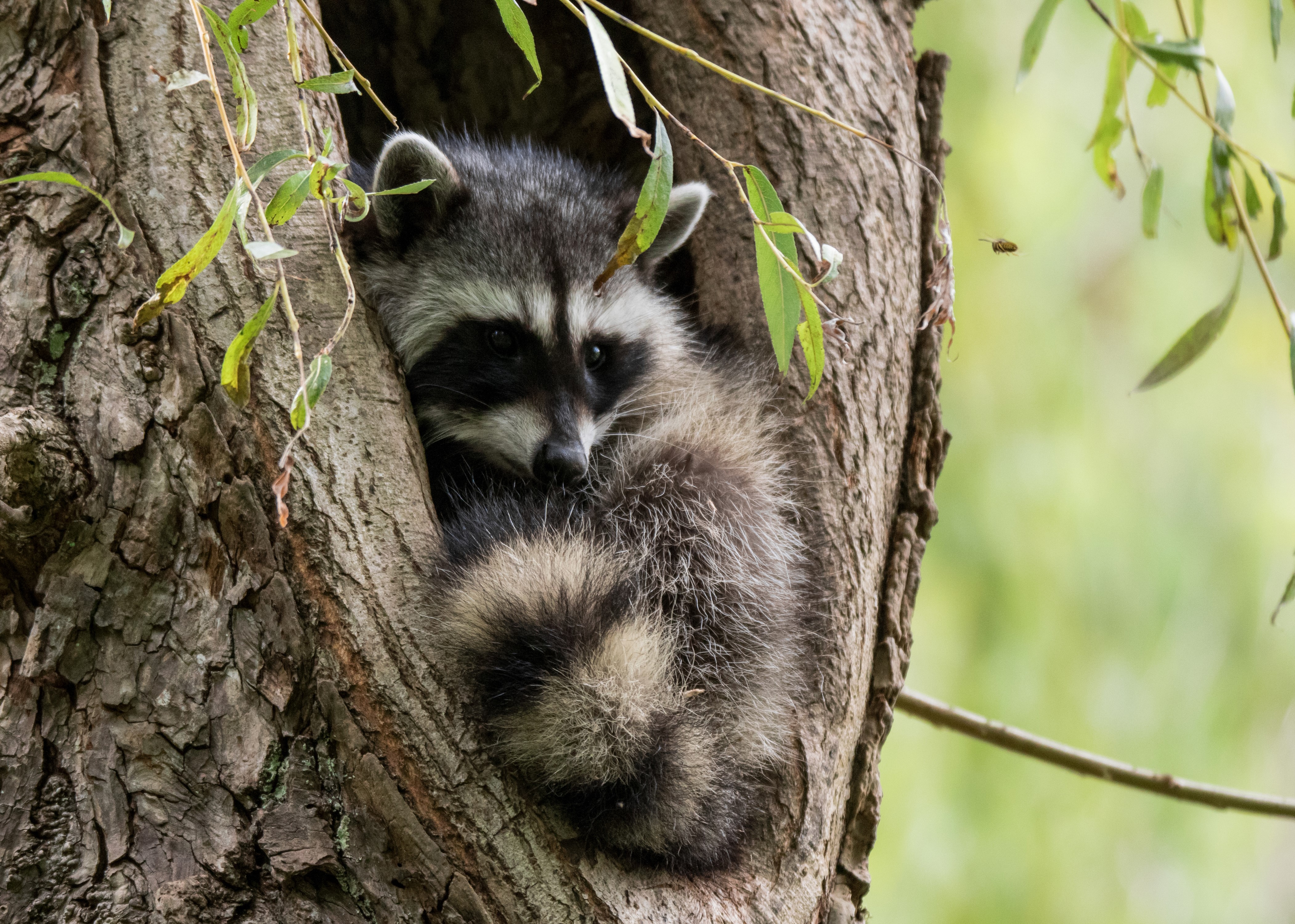 Raccoon in a tree hollow HD Wallpaper