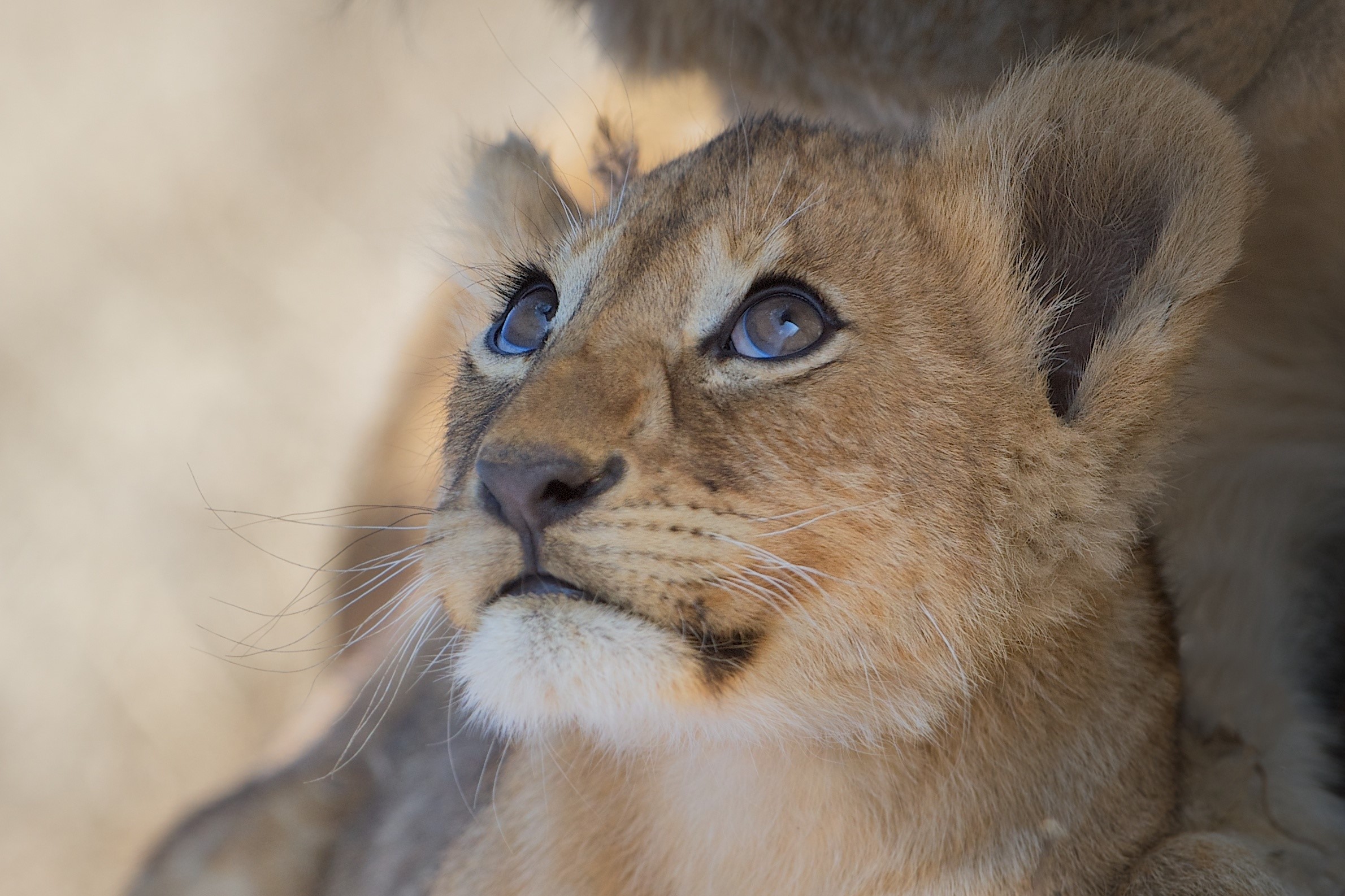 Close-up of a lion cub looking up HD Wallpaper