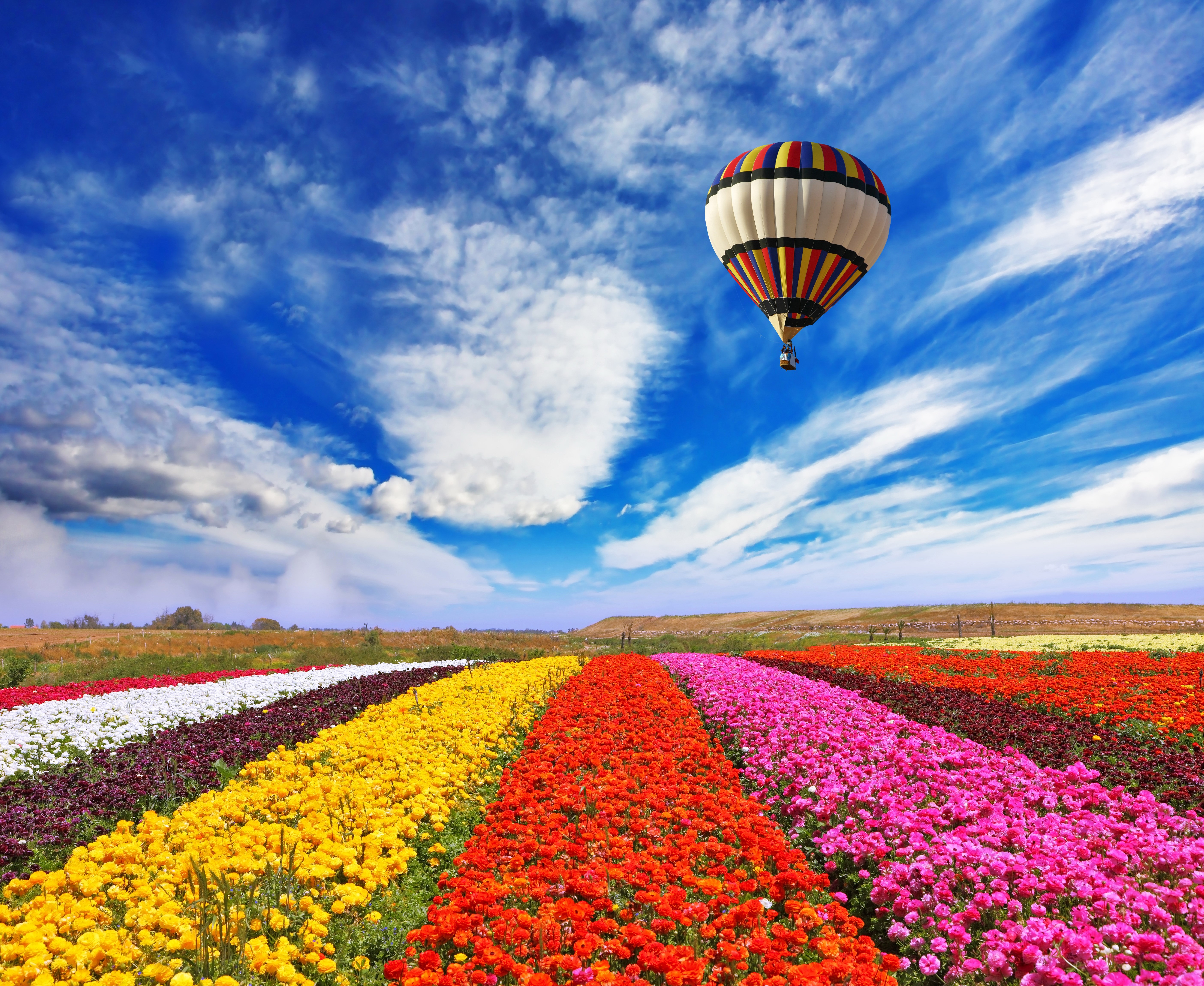 Hot air balloon over colorful flower fields HD Wallpaper