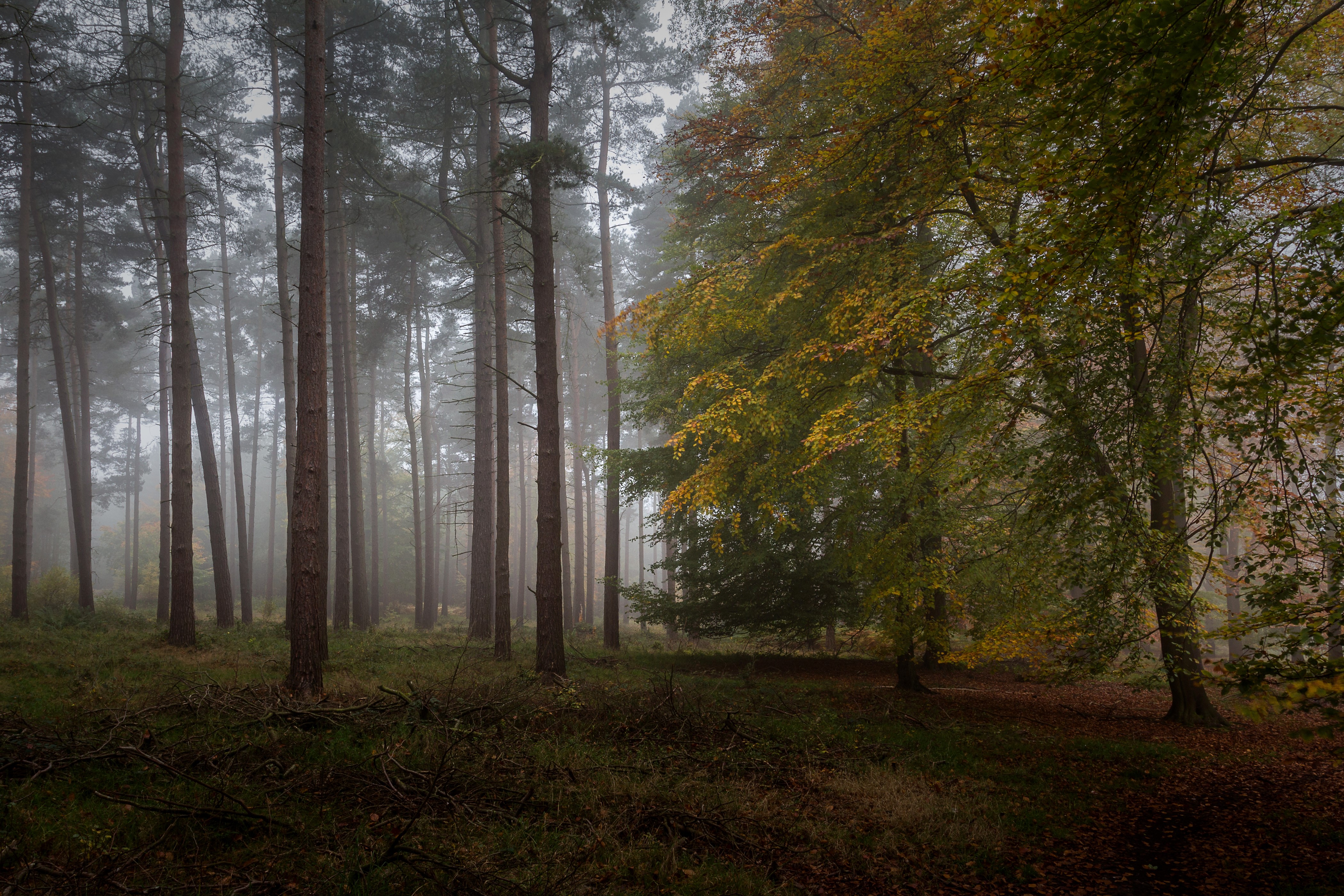 4K Autumn Forest with Fog HD Wallpaper