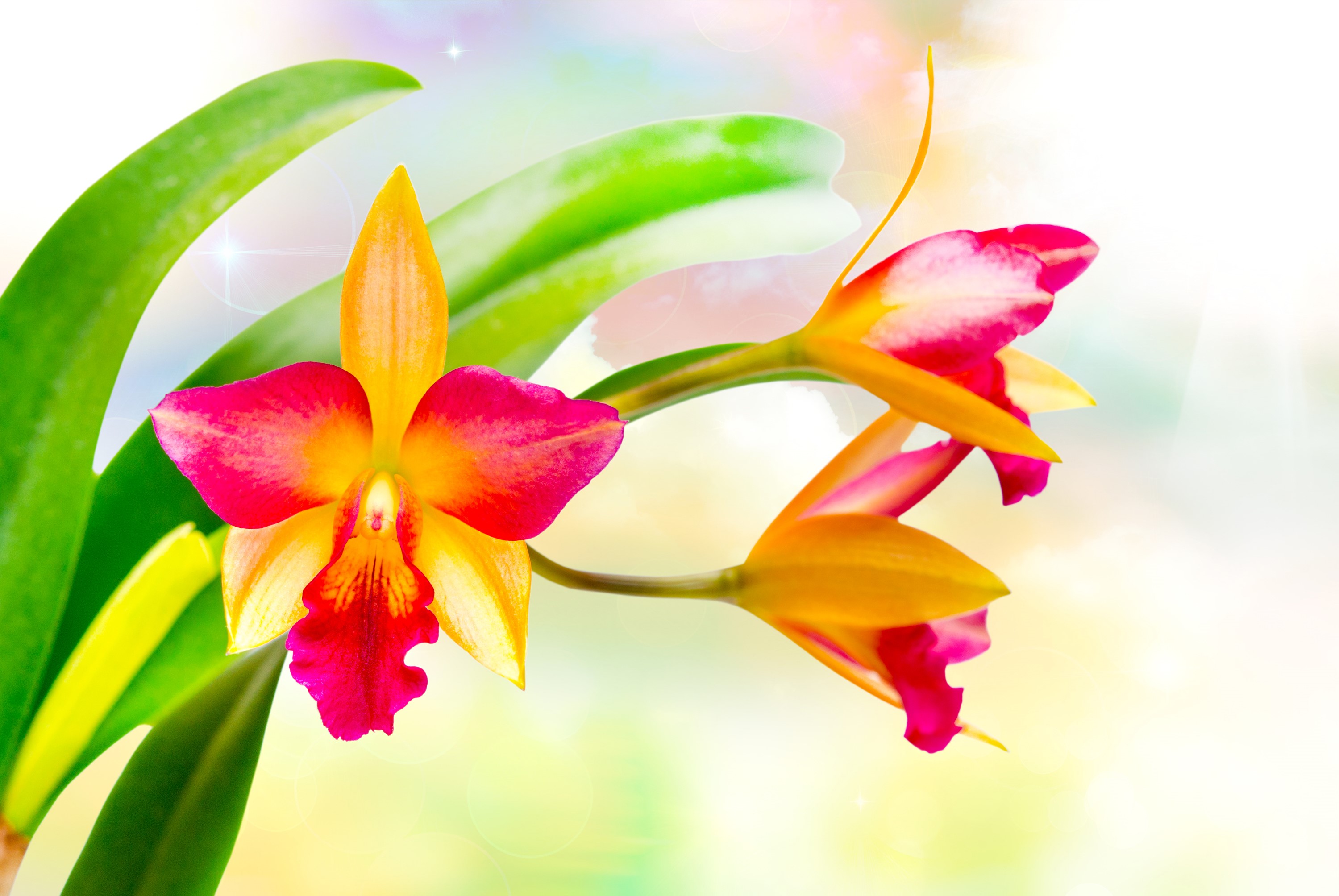 Close-up of a vibrant orange and pink orchid with green leaves HD Wallpaper