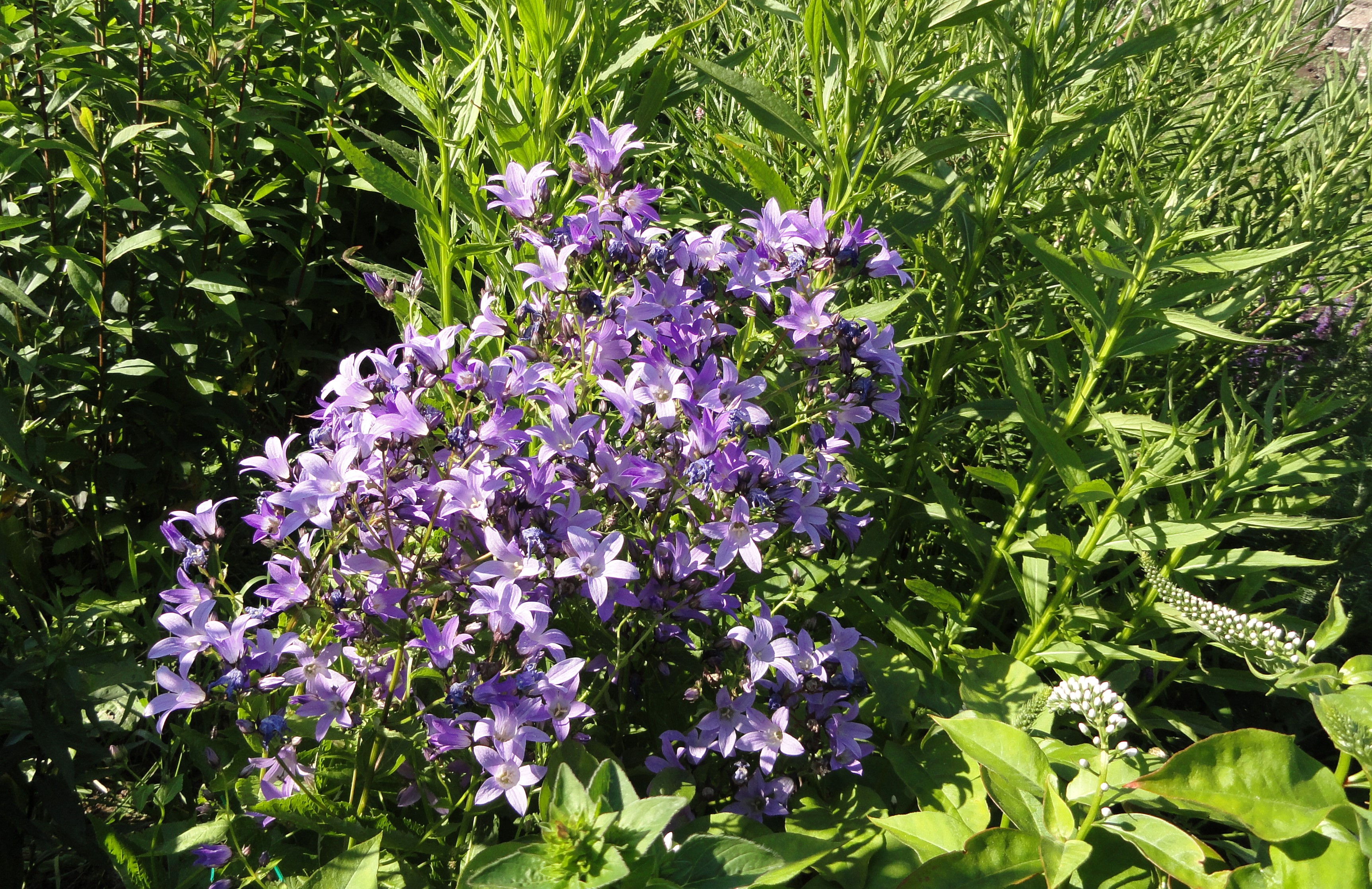 Purple bellflowers blooming in a garden HD Wallpaper
