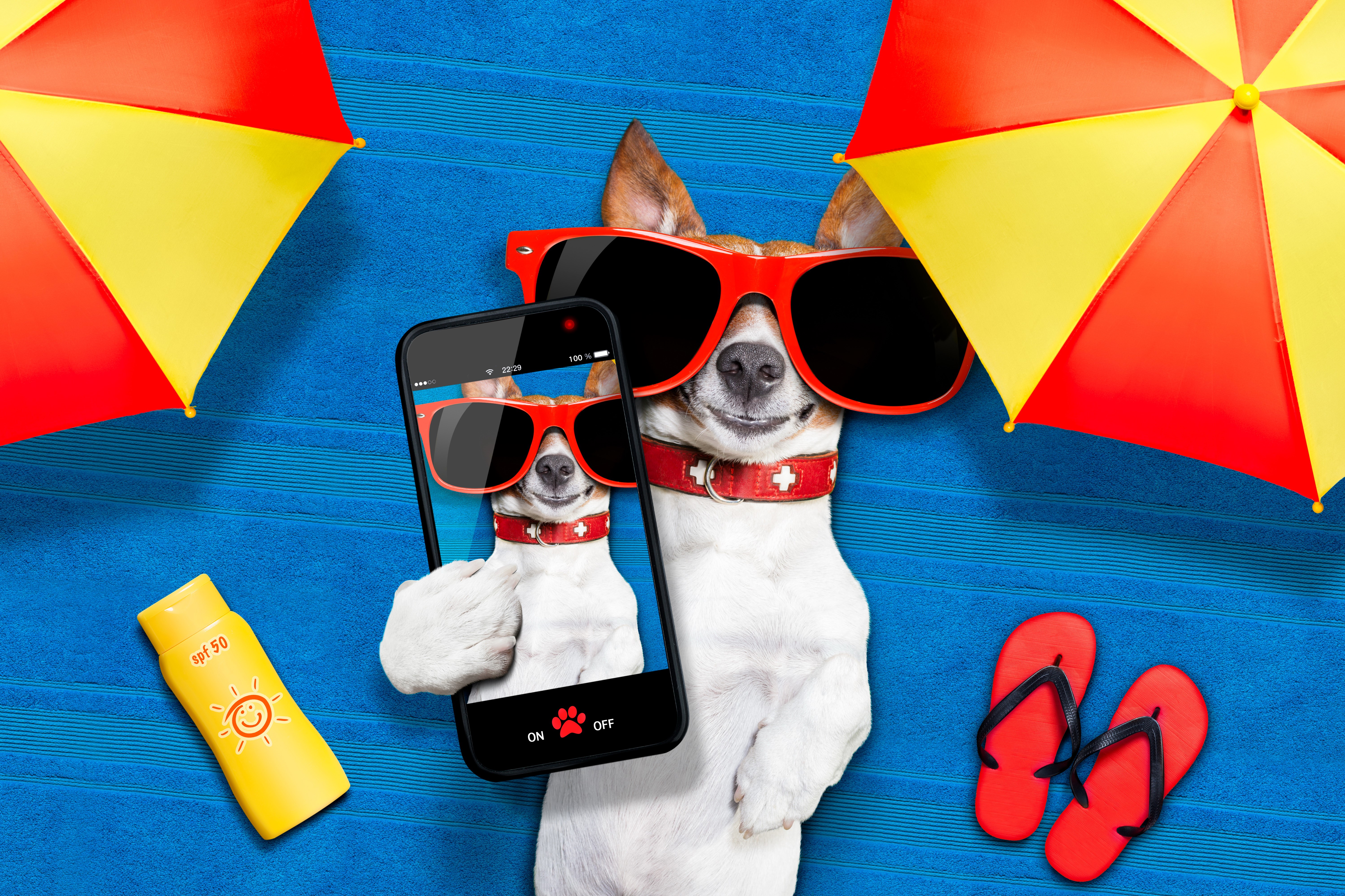 Jack Russell Terrier Dog Taking a Selfie on the Beach HD Wallpaper