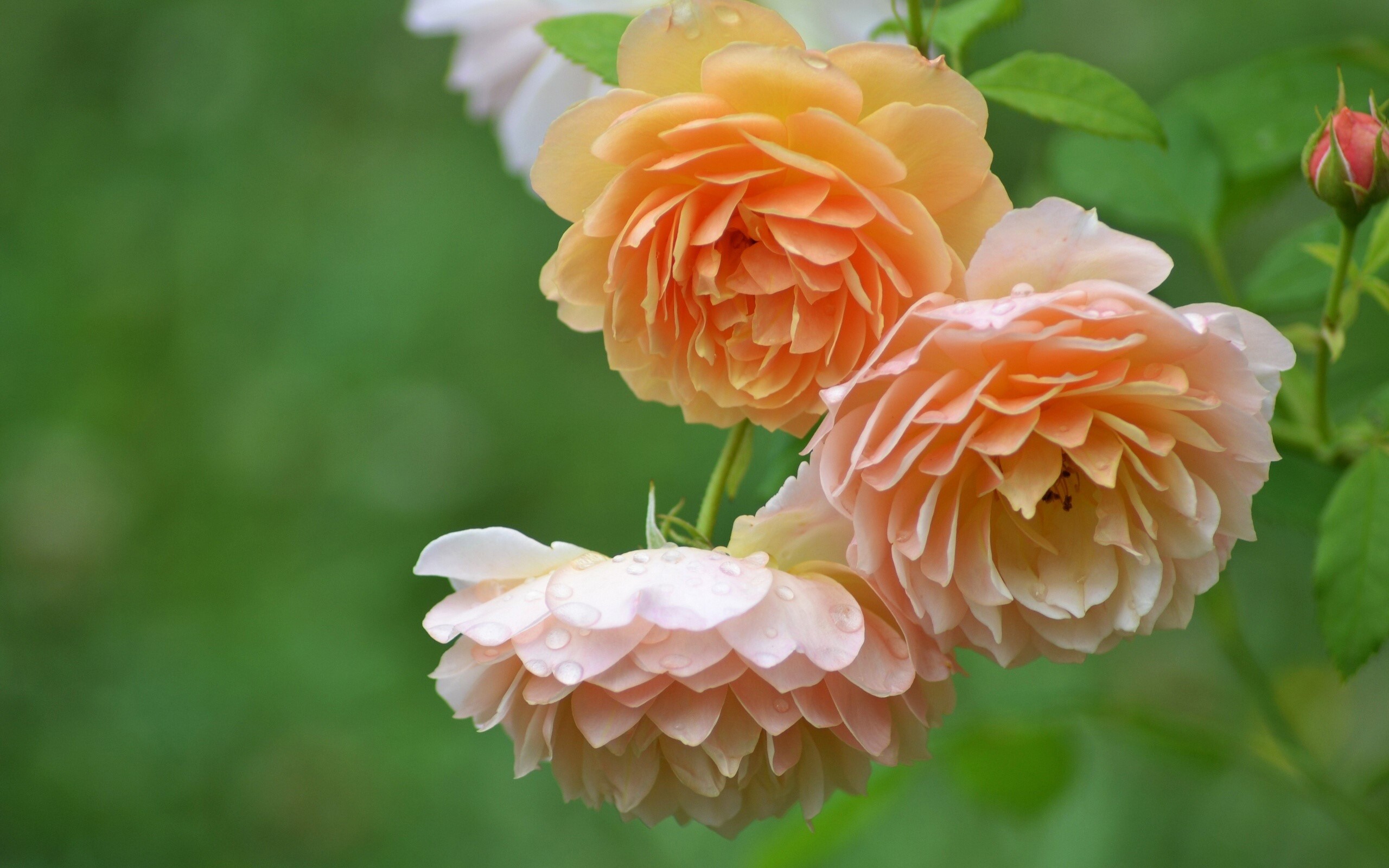 Close-up of peach and pink roses with water droplets HD Wallpaper