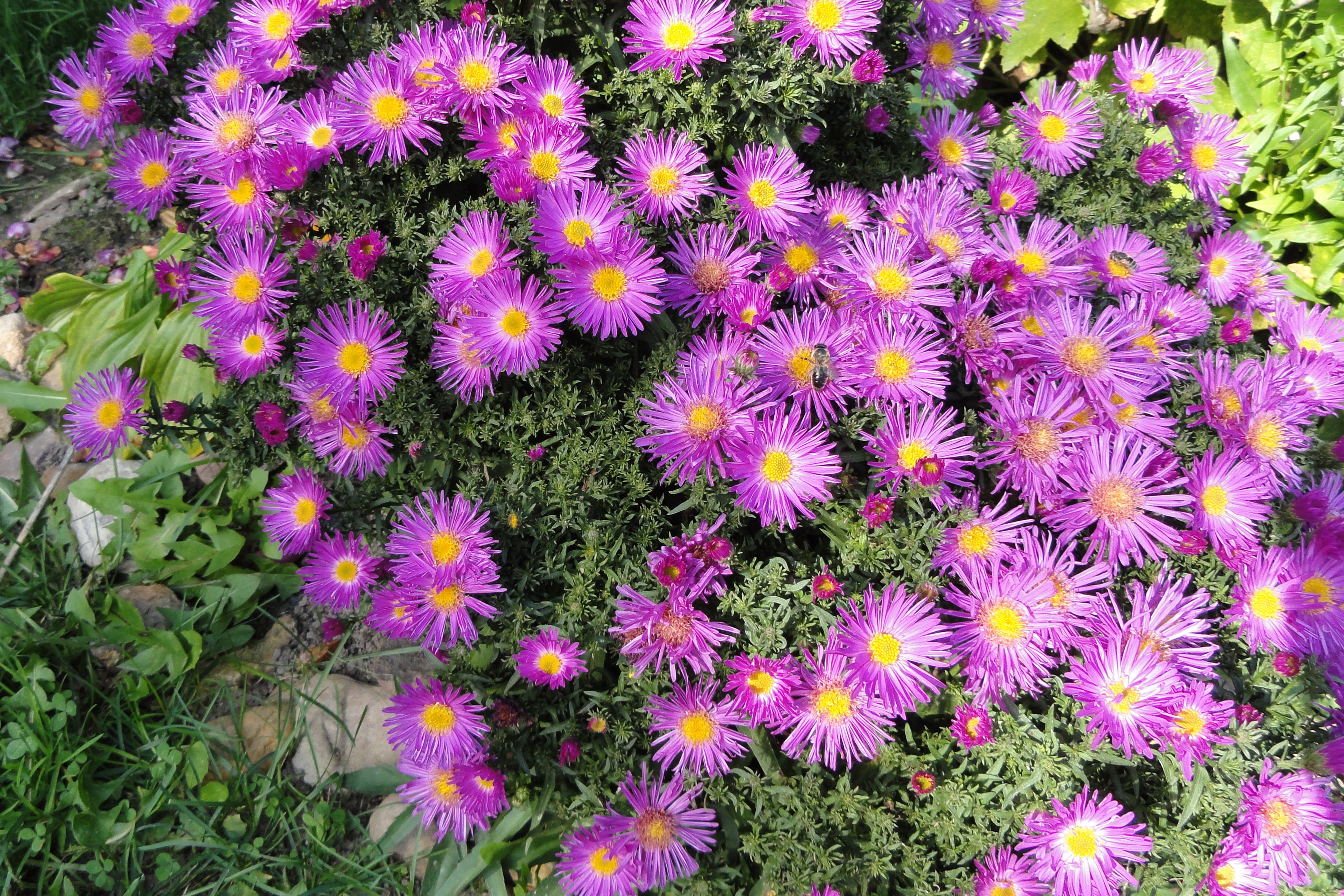Purple asters with yellow centers in a garden HD Wallpaper