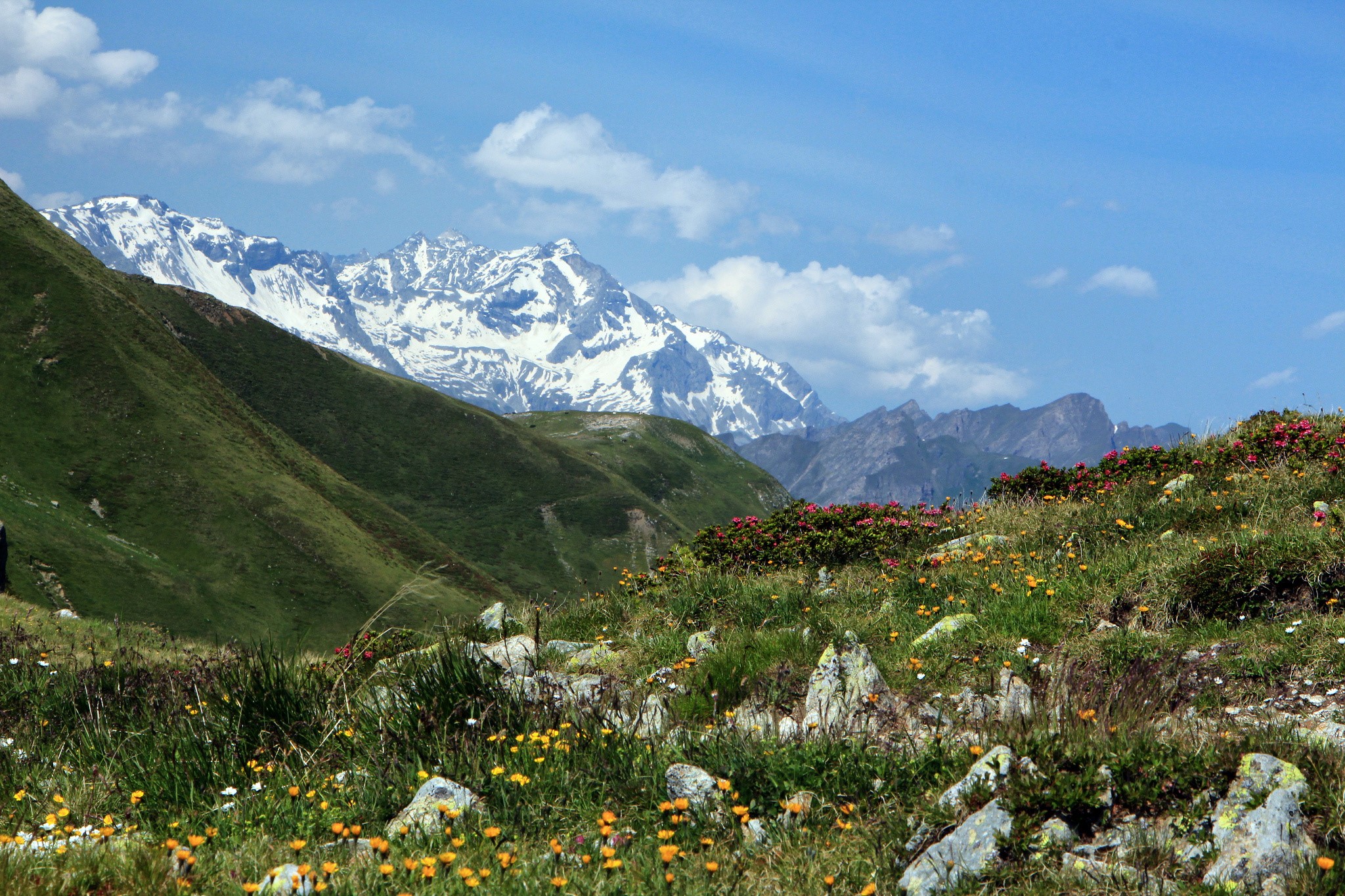 Snow-capped mountains and wildflowers in the Alps HD Wallpaper