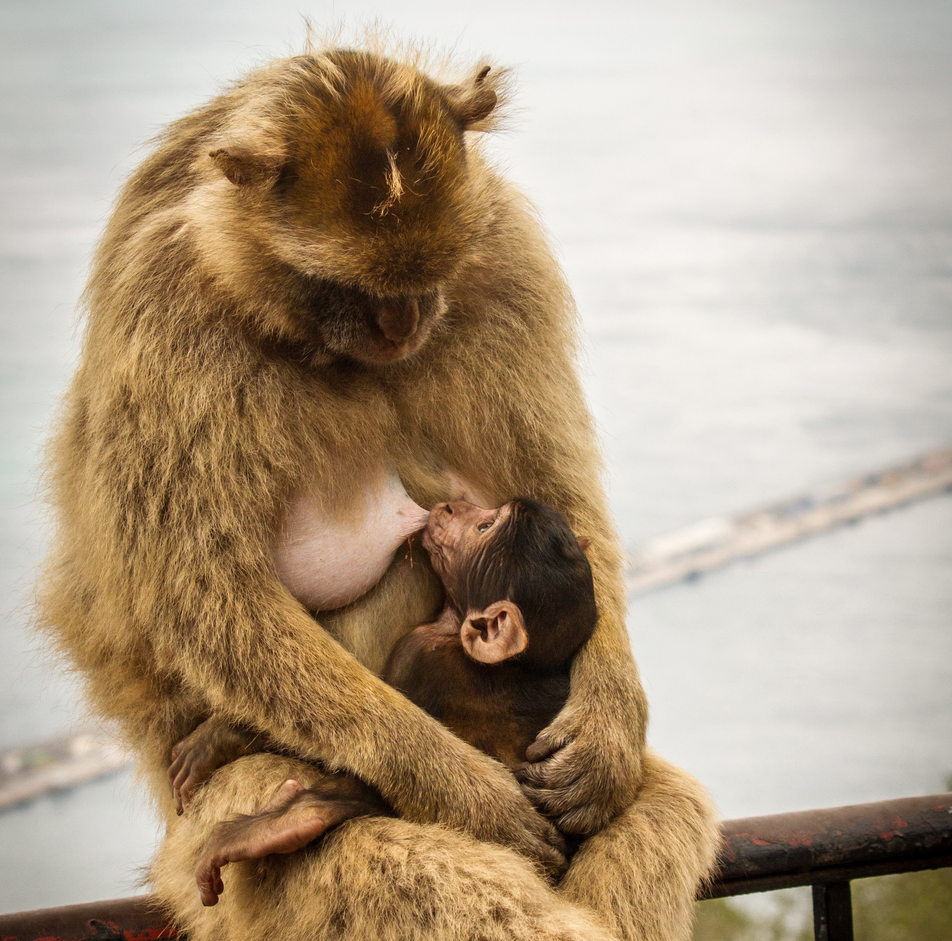 Mother monkey breastfeeding her baby HD Wallpaper