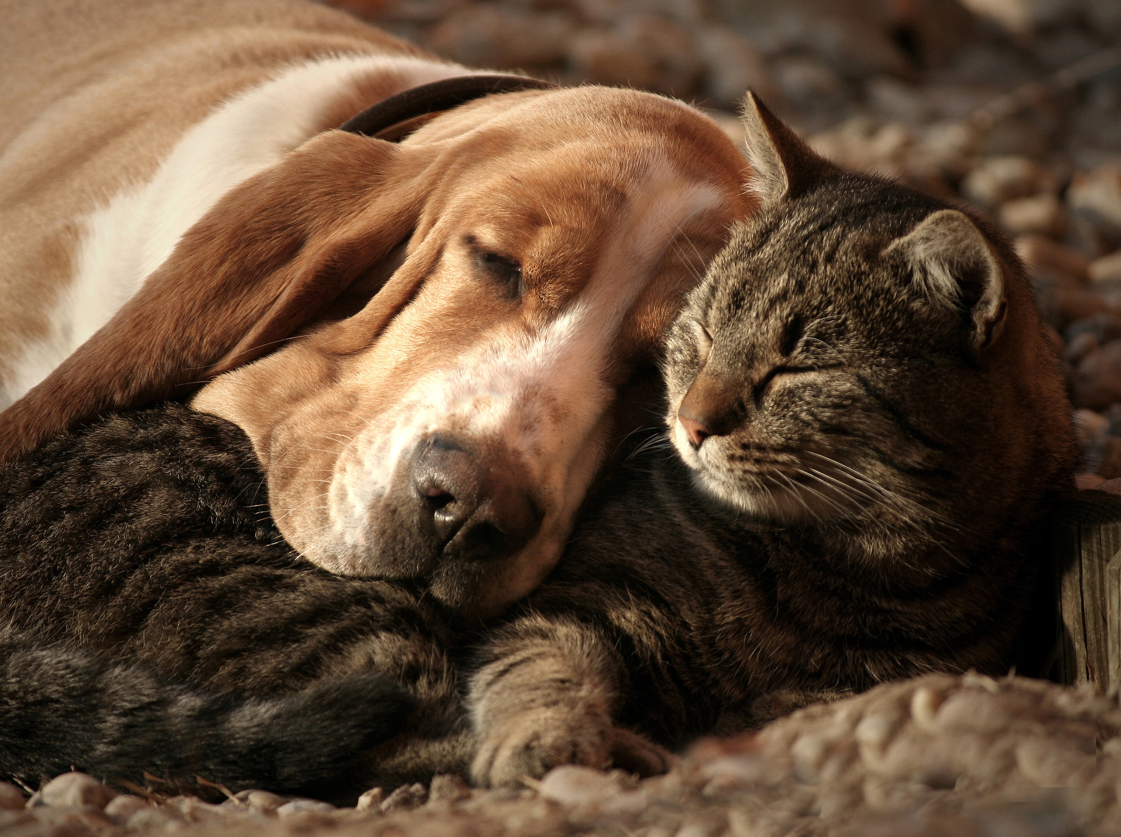 Basset Hound and Tabby Cat Sleeping Together HD Wallpaper