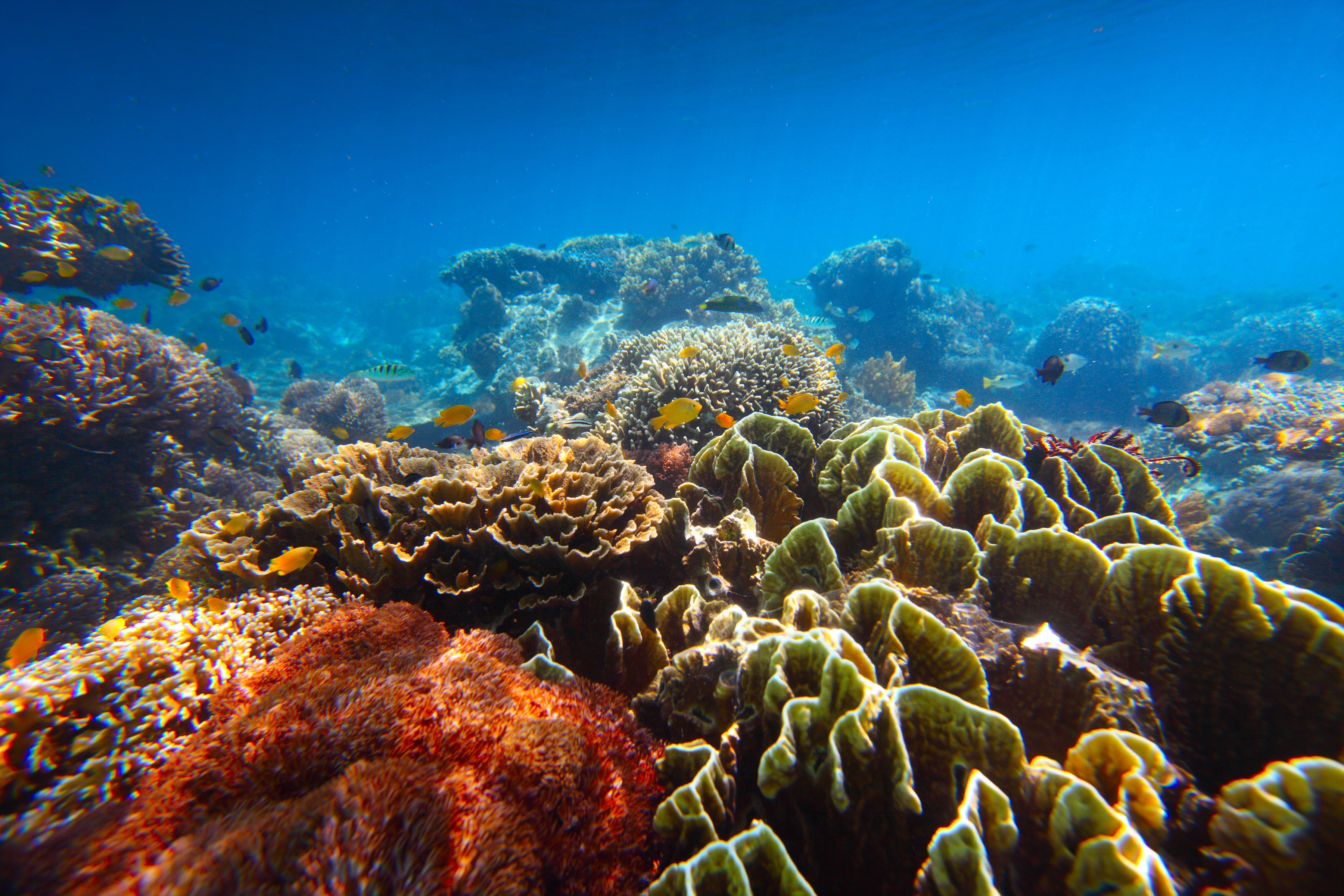Underwater coral reef with fish HD Wallpaper