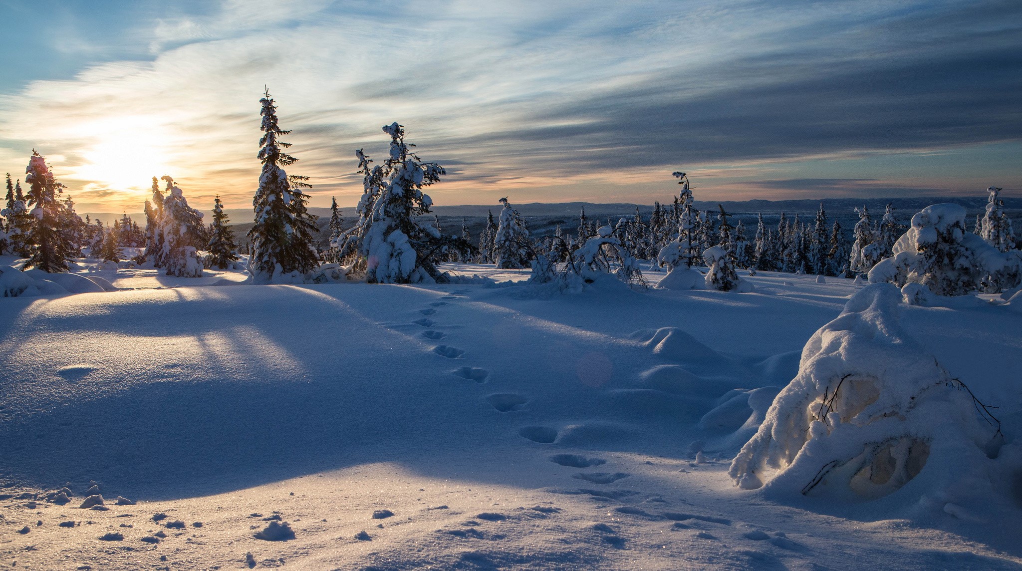 Snowy forest landscape at sunset in Norway HD Wallpaper