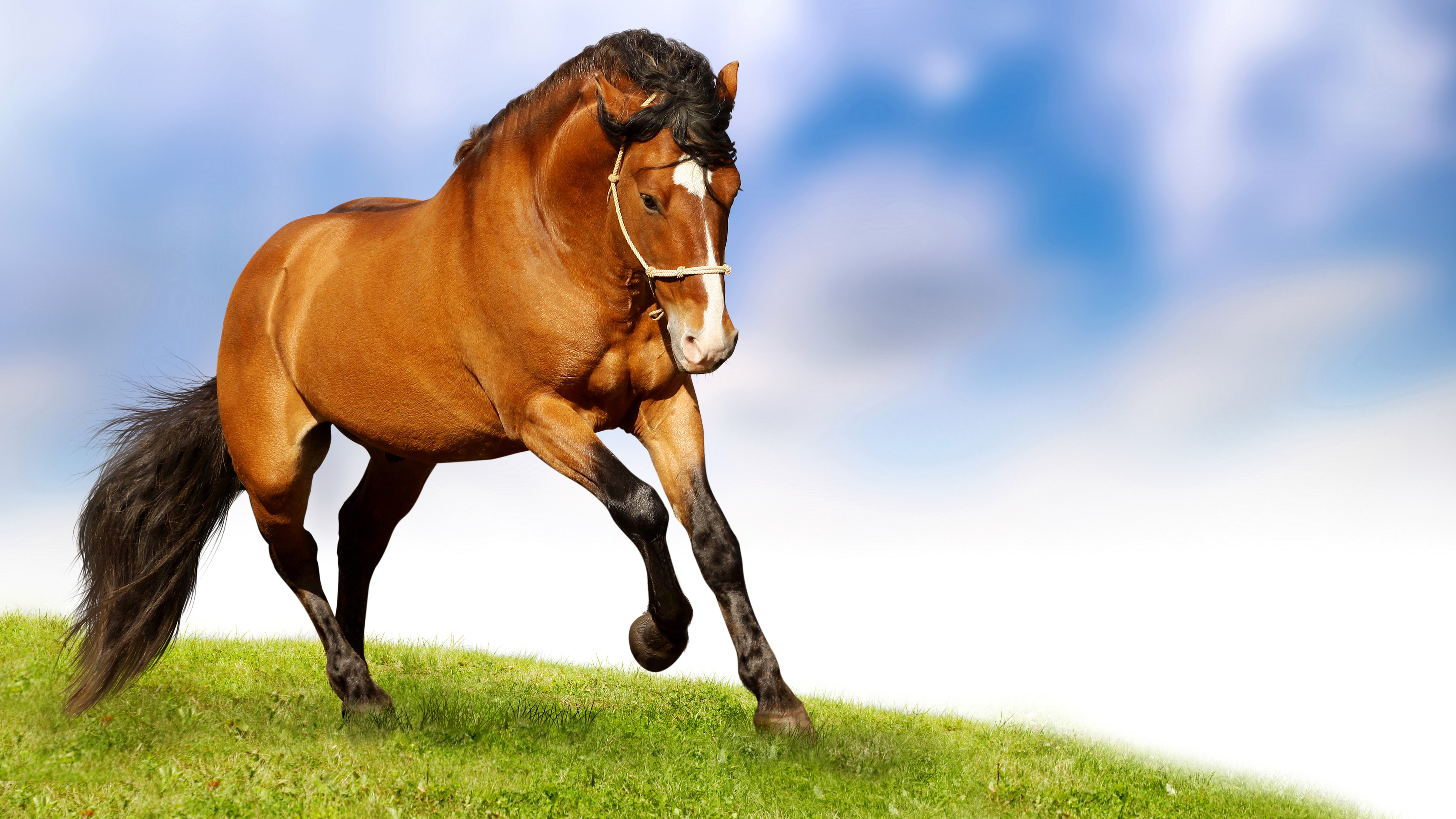 Brown horse running on a grassy hill HD Wallpaper