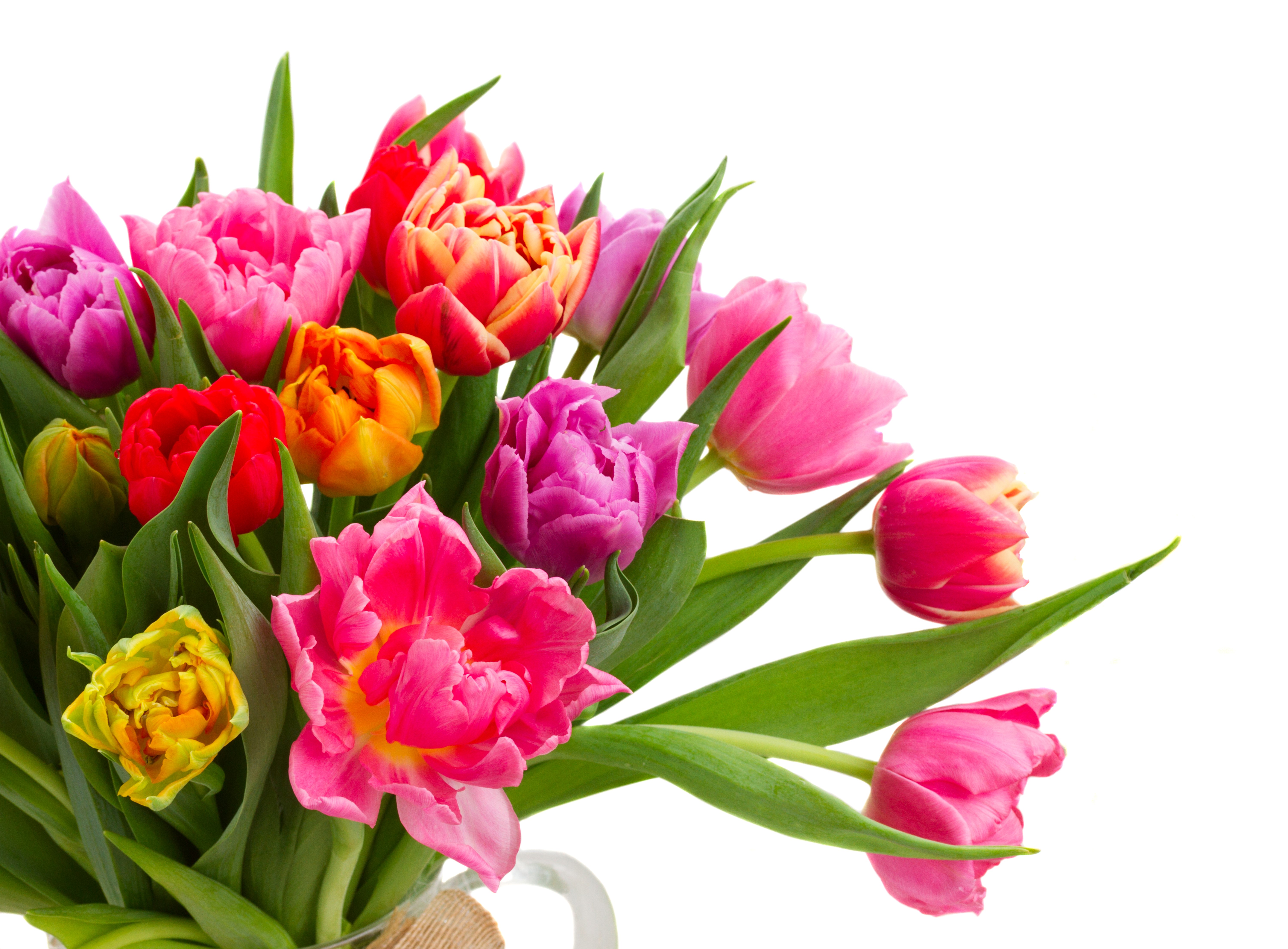 Bouquet of colorful tulips on a white background HD Wallpaper