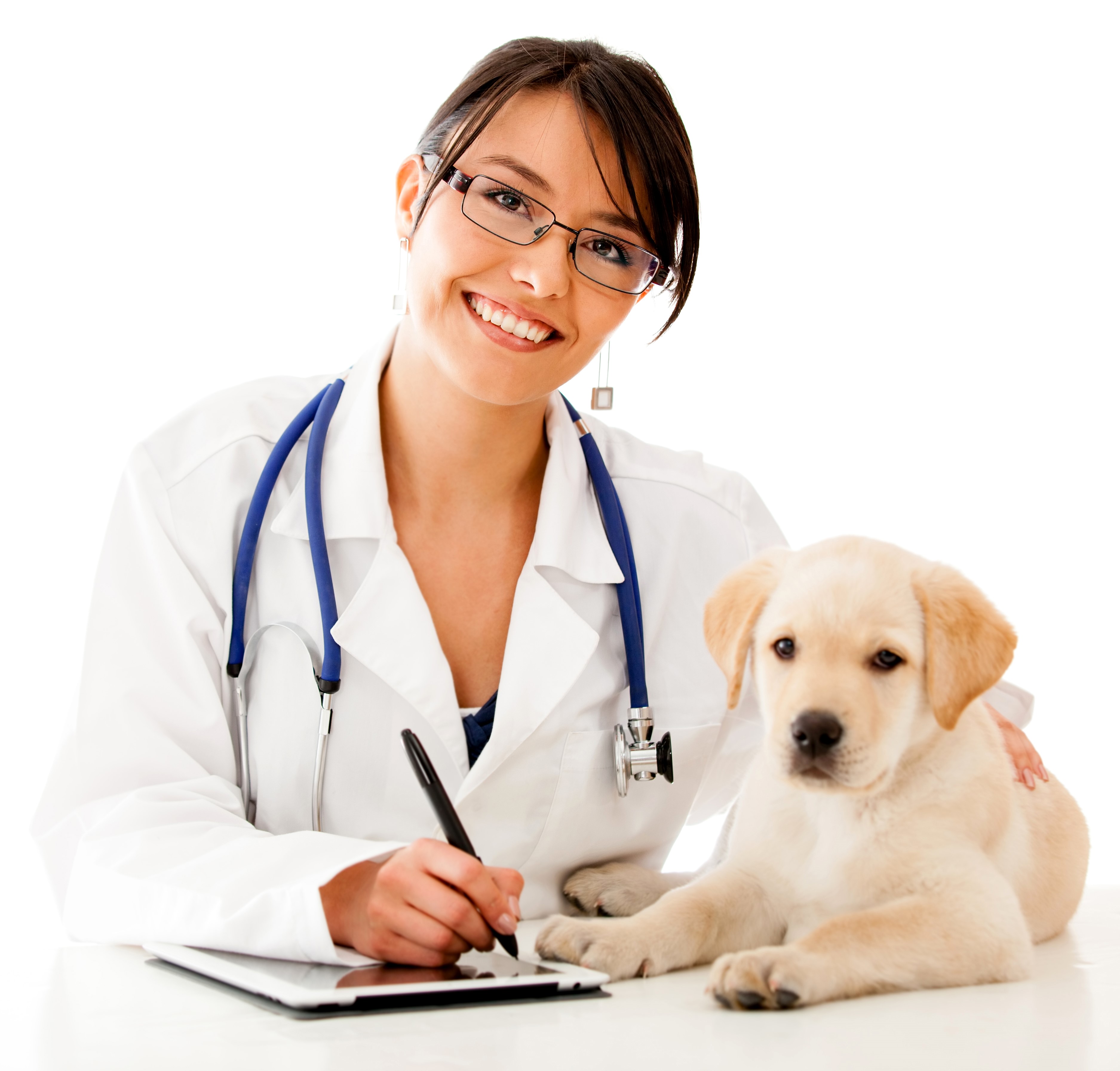 Veterinarian with a puppy HD Wallpaper