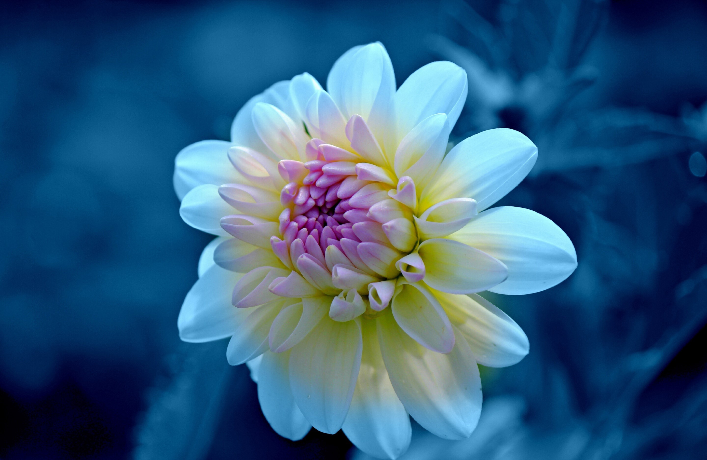 Close-up of a white and pink dahlia flower HD Wallpaper