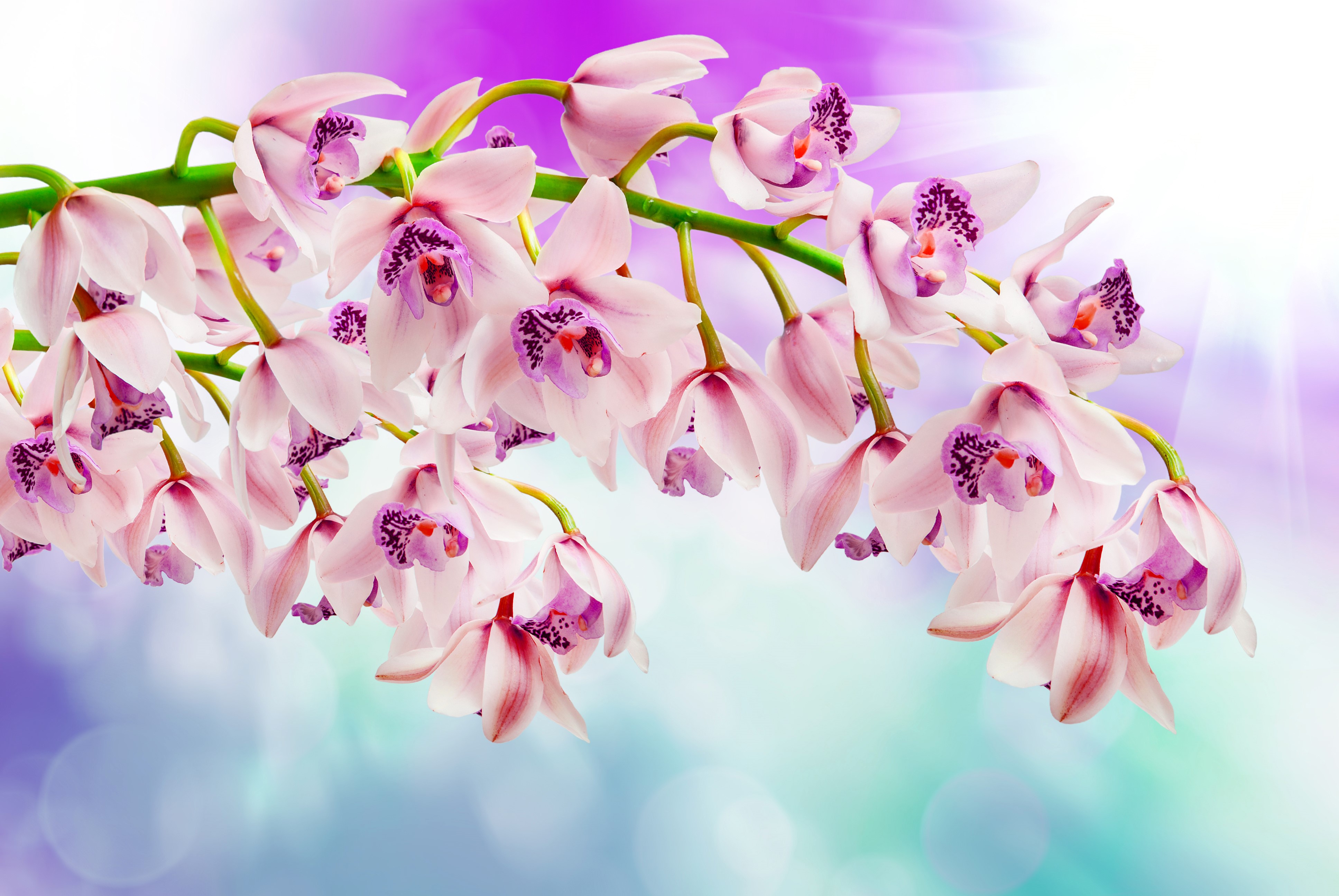 4K Orchid Closeup HD Wallpaper