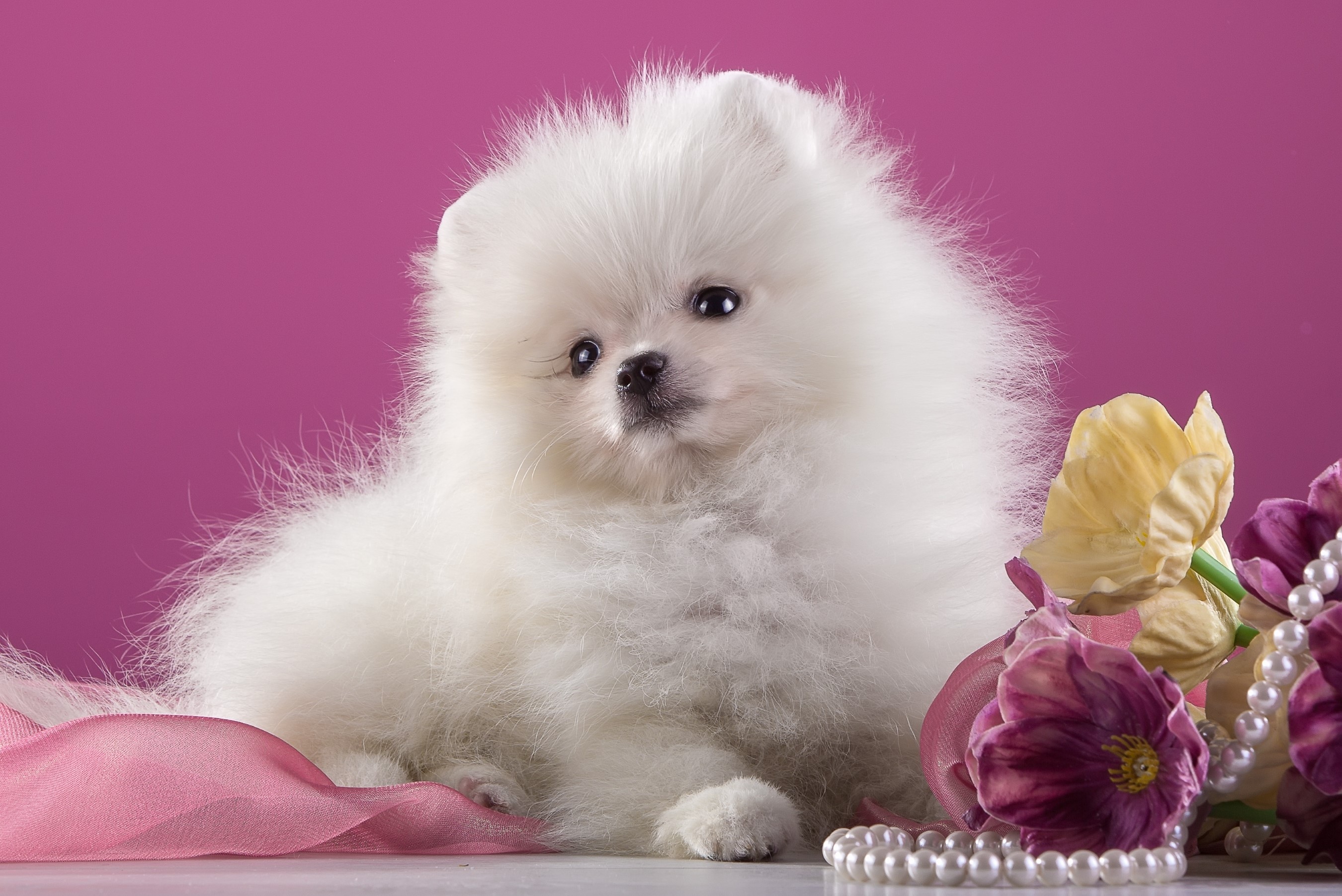 White Pomeranian puppy with flowers and pearls HD Wallpaper
