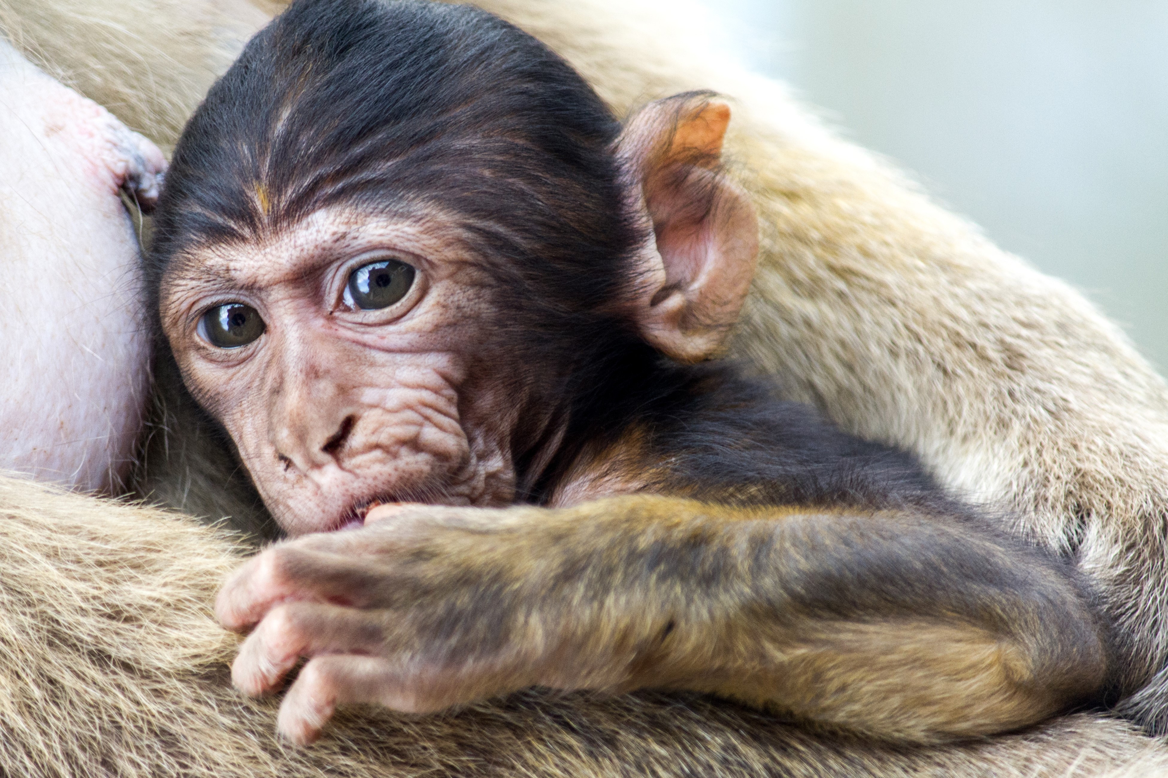 Baby Monkey Resting on Fur HD Wallpaper