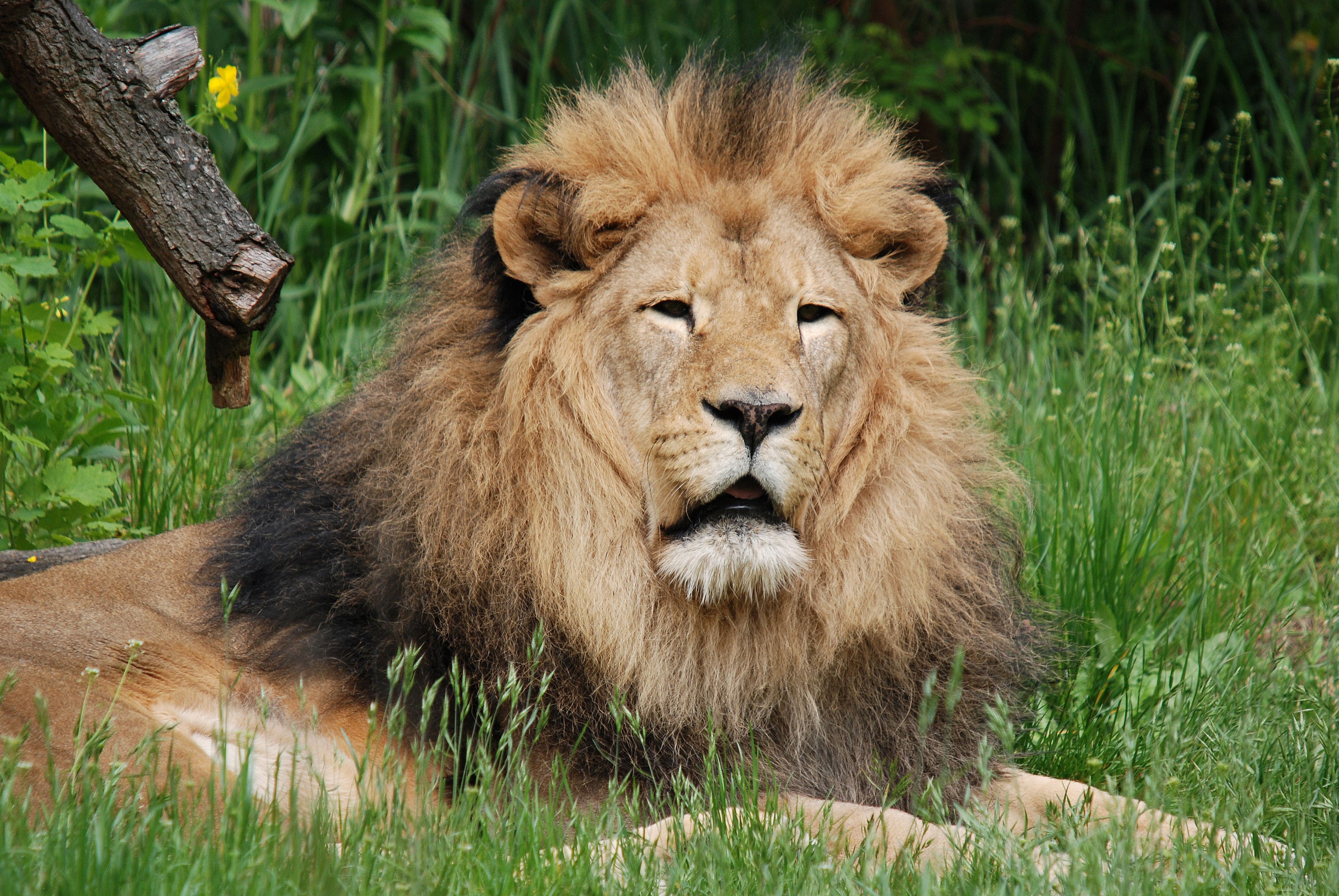 Lion lying in grass with tree branch HD Wallpaper
