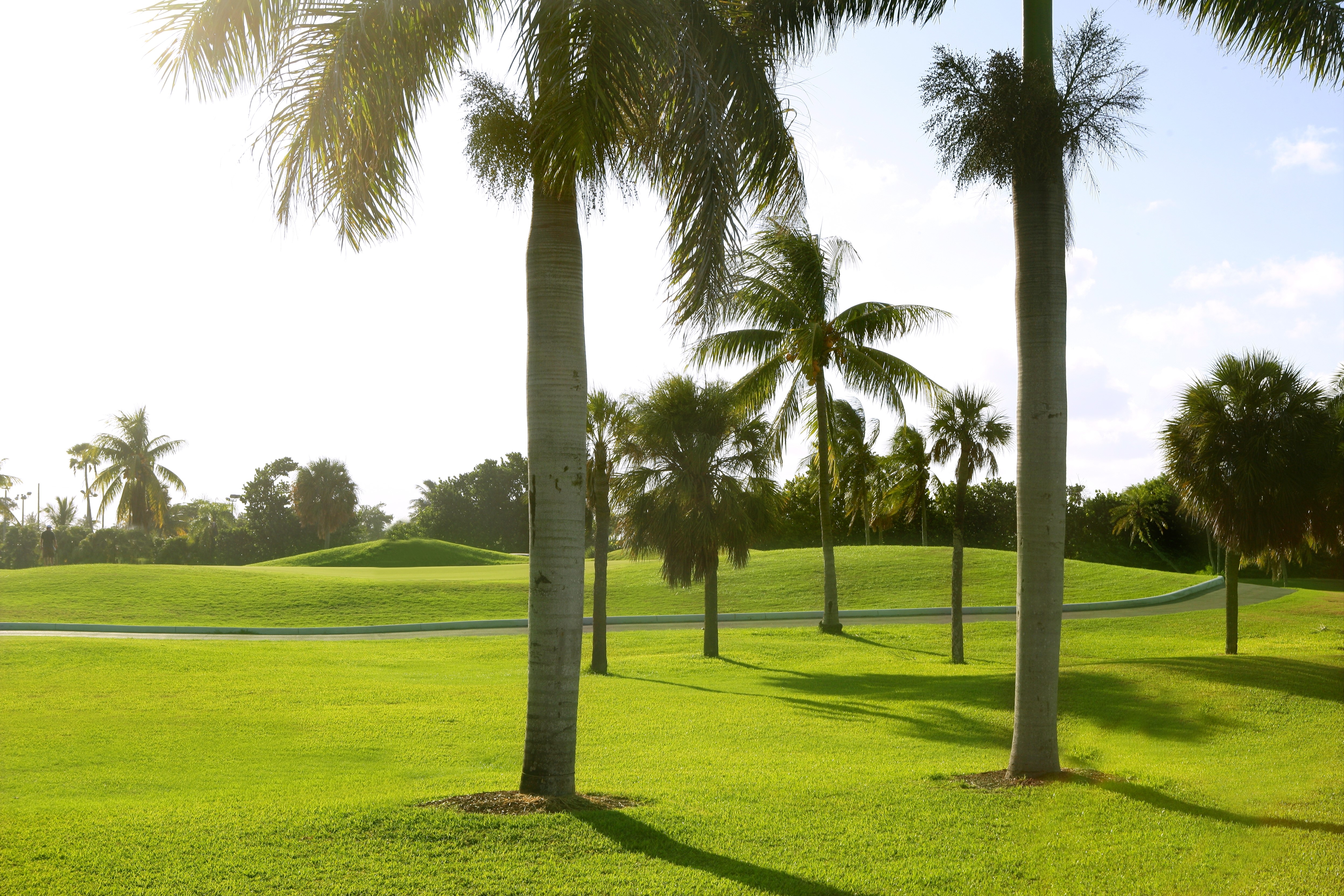 Golf Course with Palm Trees in Miami HD Wallpaper