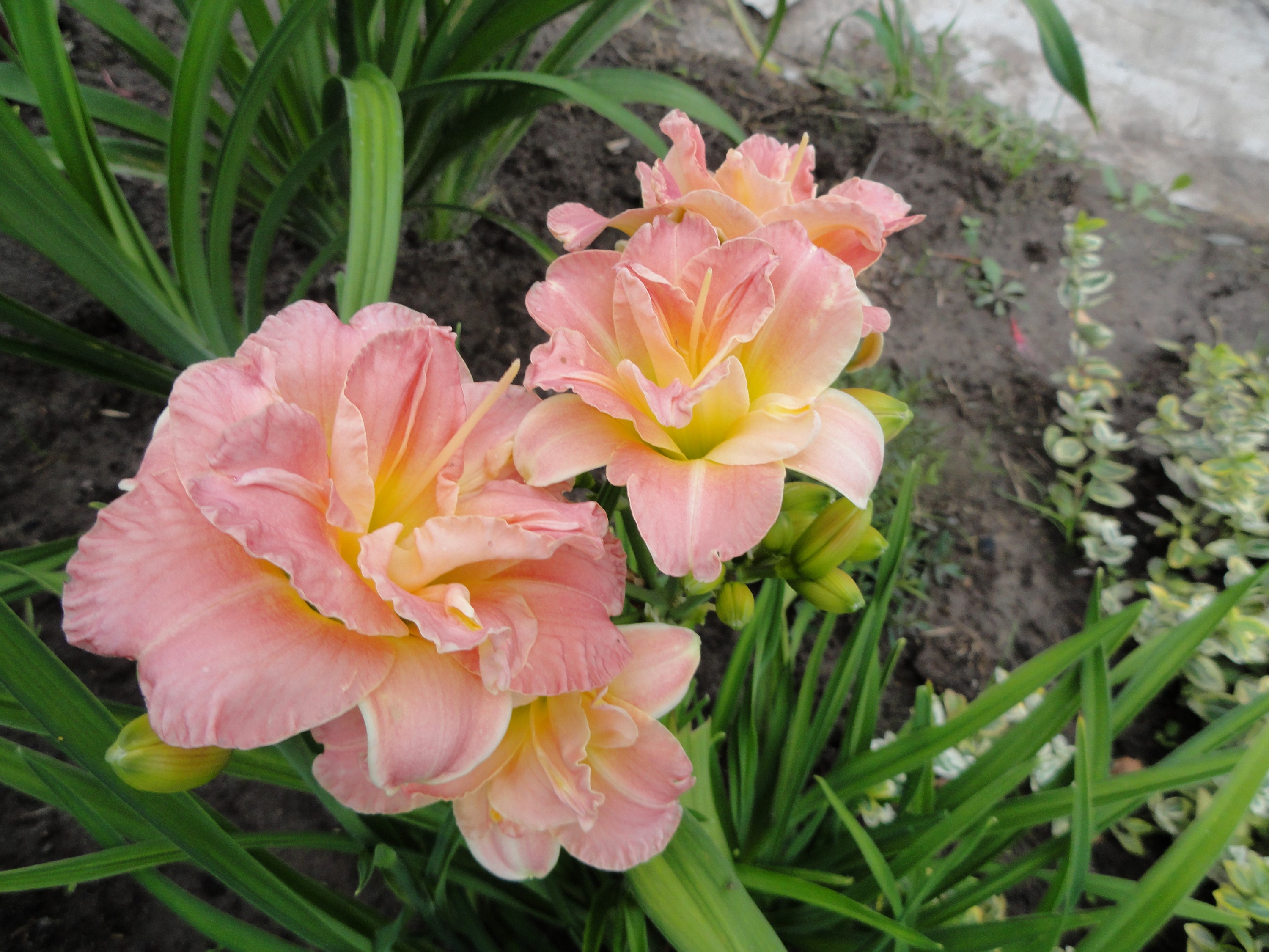 Pink and yellow double lilies in a garden HD Wallpaper