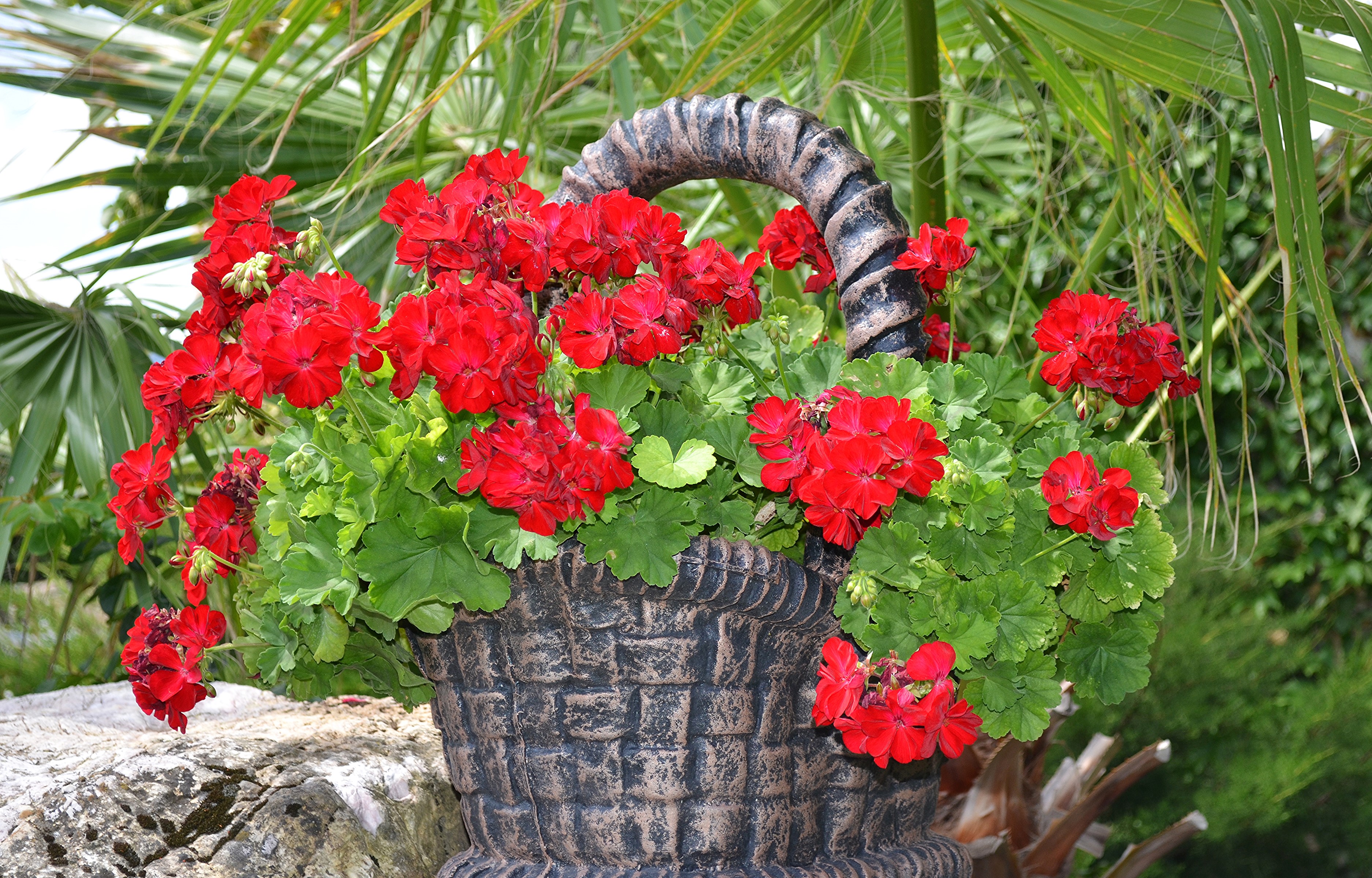 Red geraniums in a wicker basket HD Wallpaper