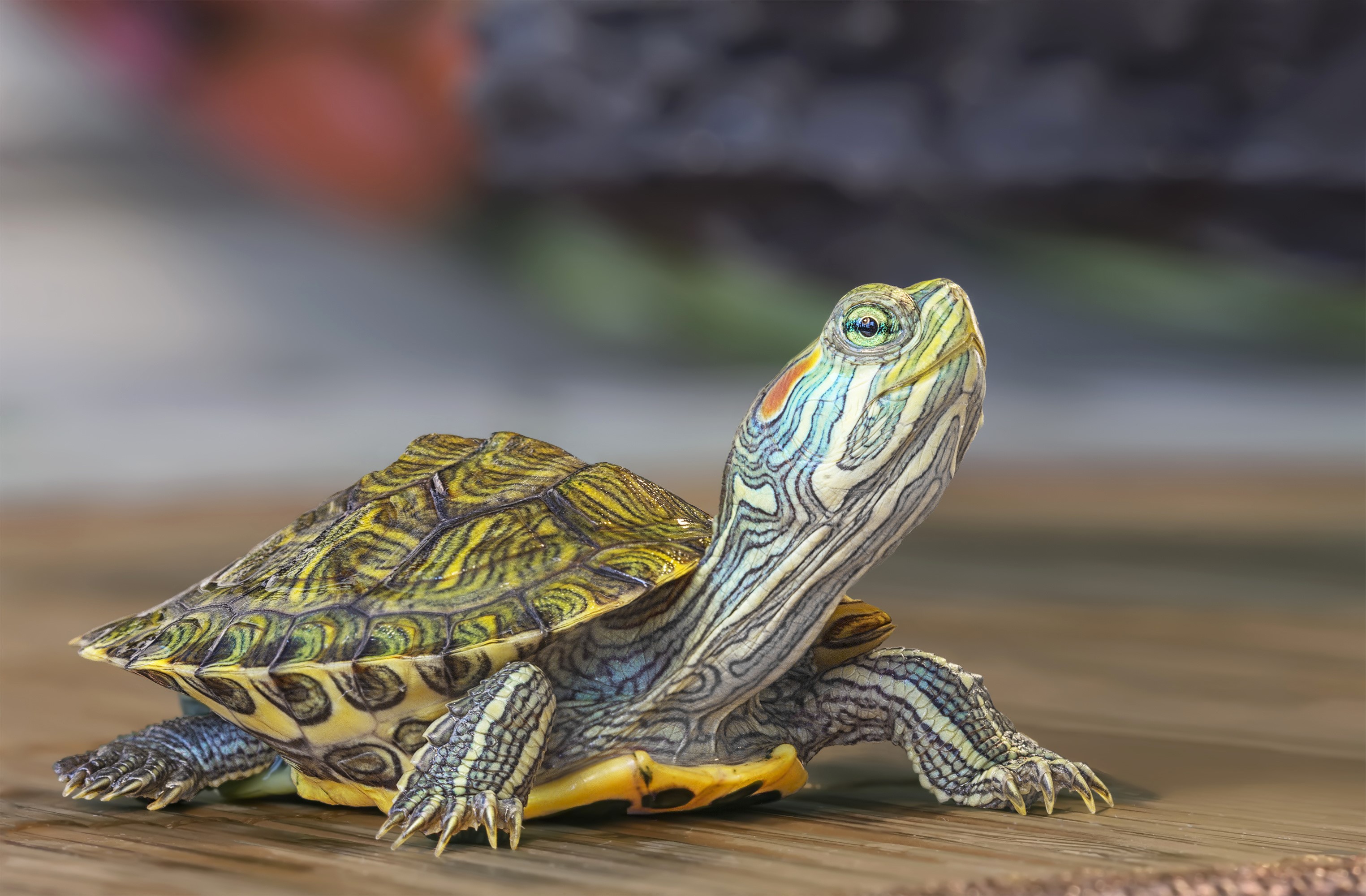 Red-eared slider turtle on a wooden surface HD Wallpaper