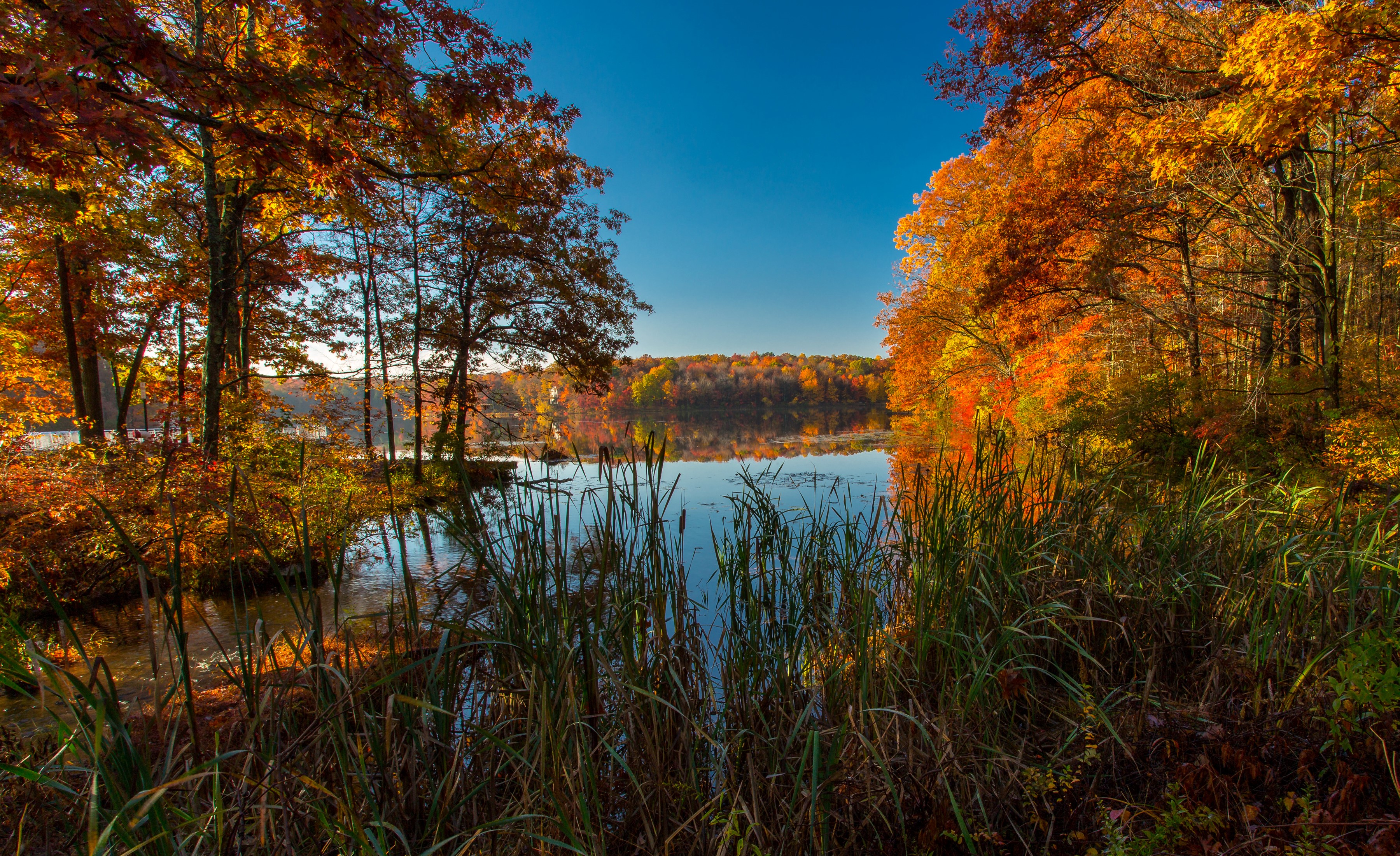 Autumn lake with colorful trees and reeds HD Wallpaper