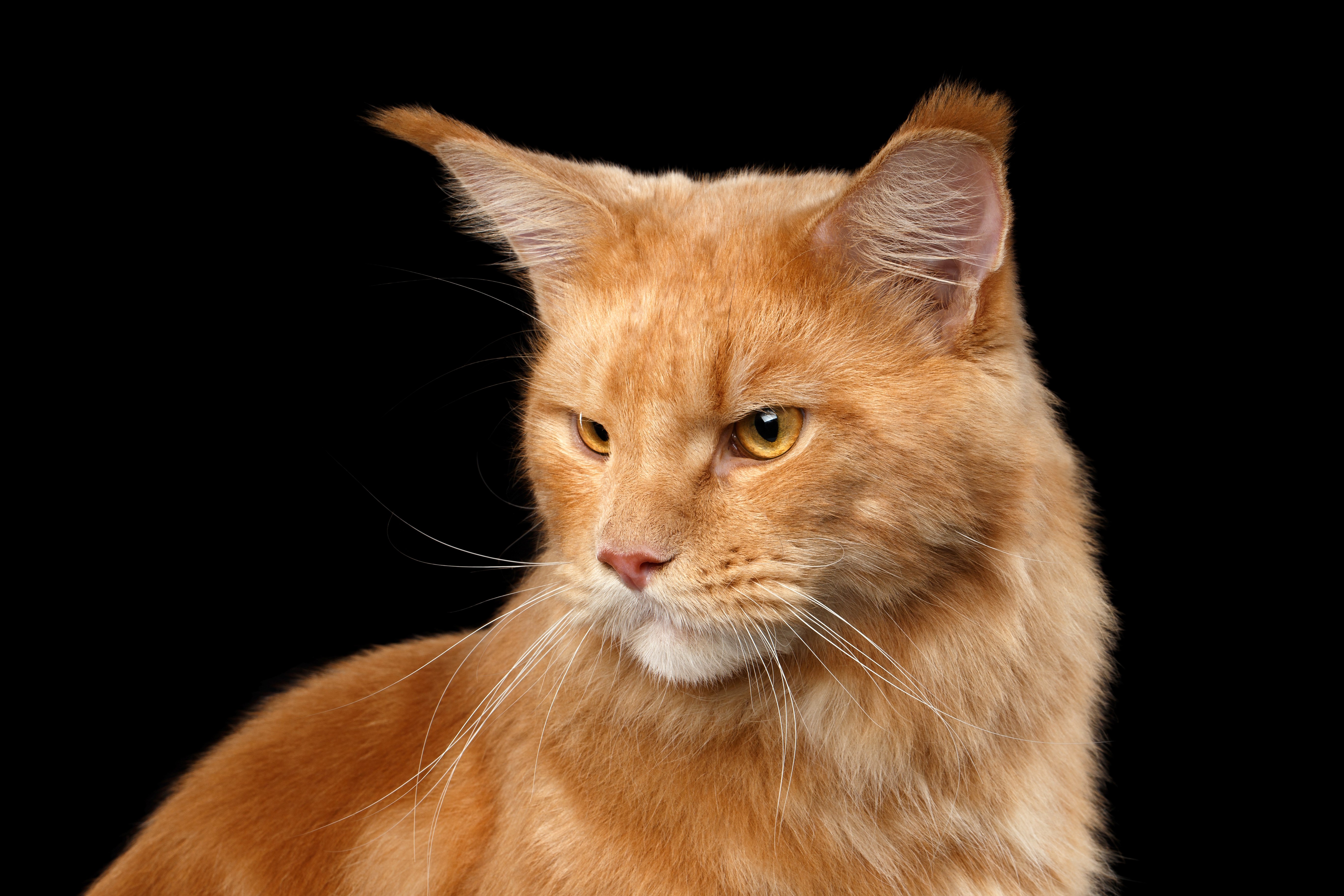 Ginger Maine Coon Cat HD Wallpaper