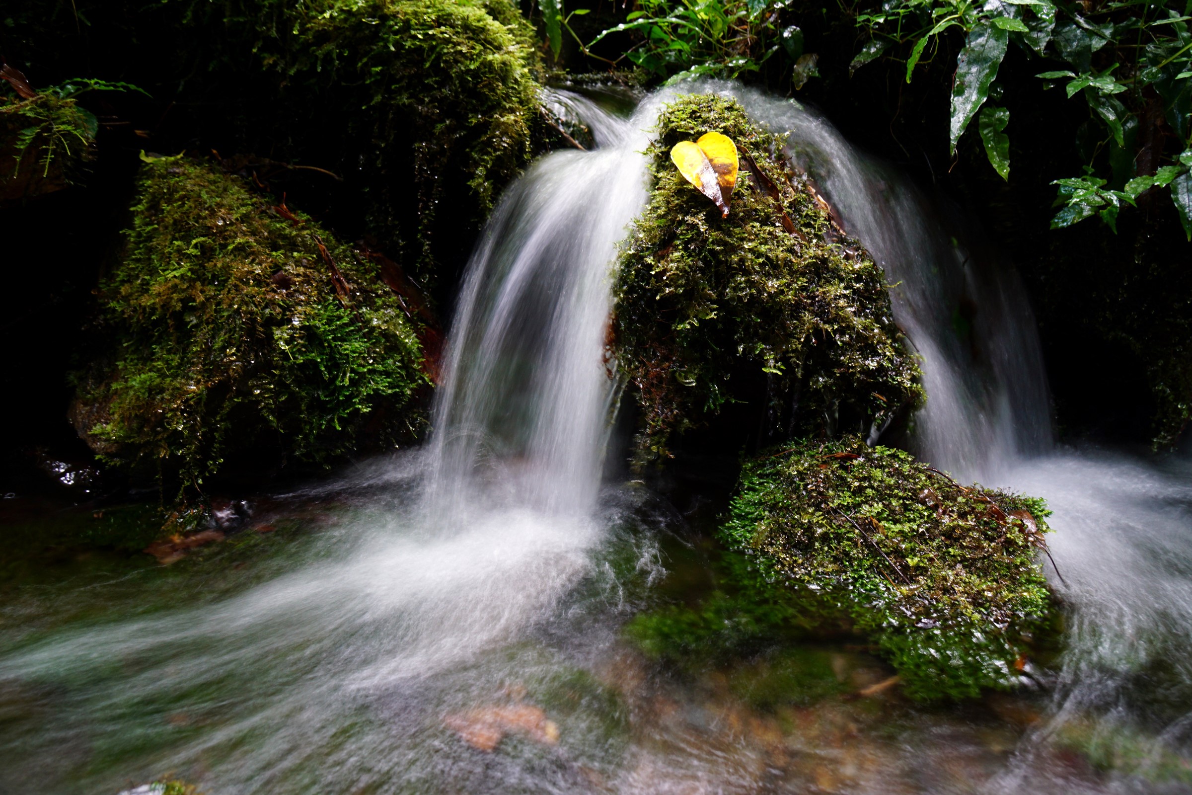 Mossy rocks with a small waterfall and yellow leaf HD Wallpaper