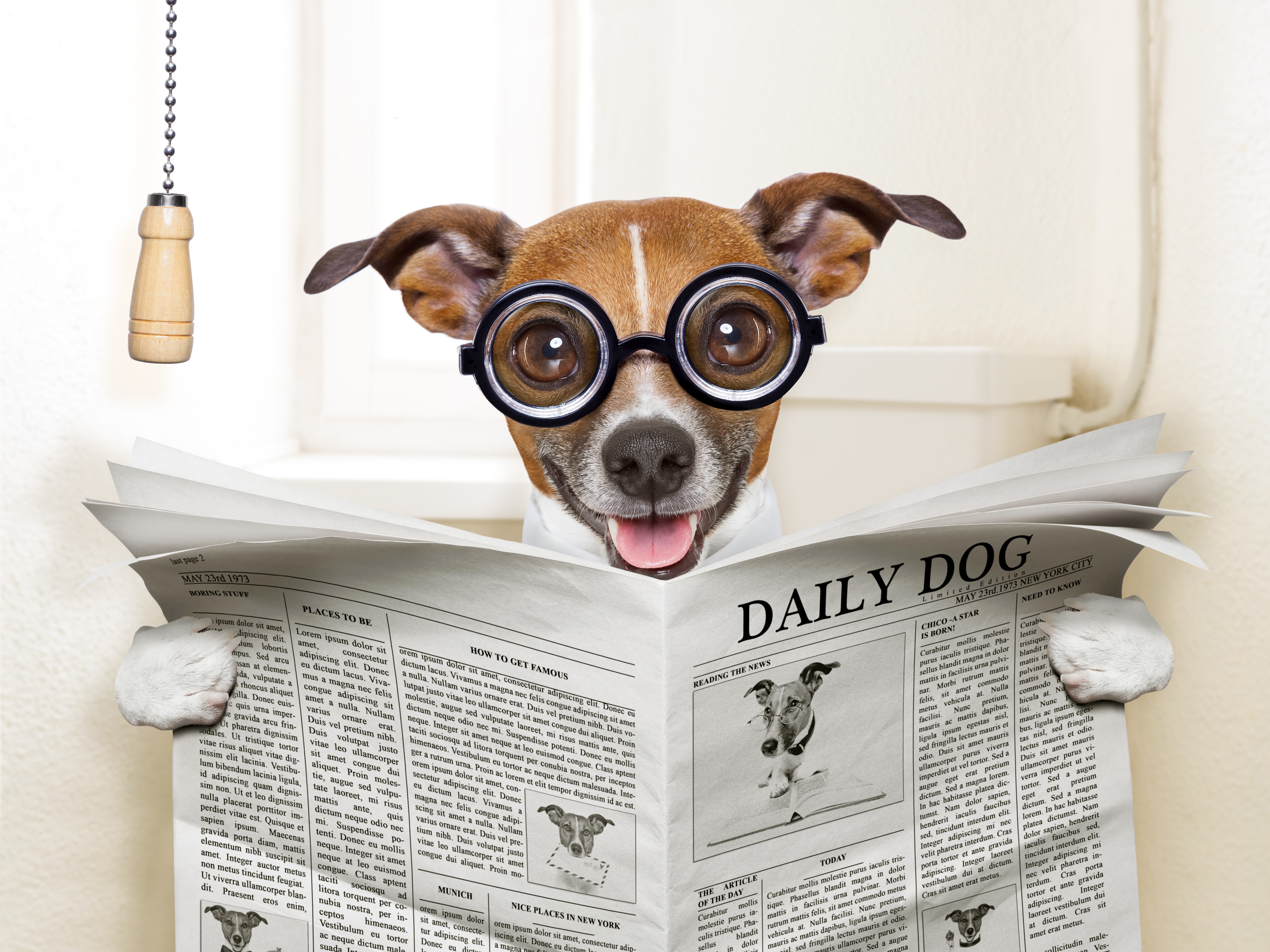 Jack Russell terrier wearing glasses reading newspaper HD Wallpaper
