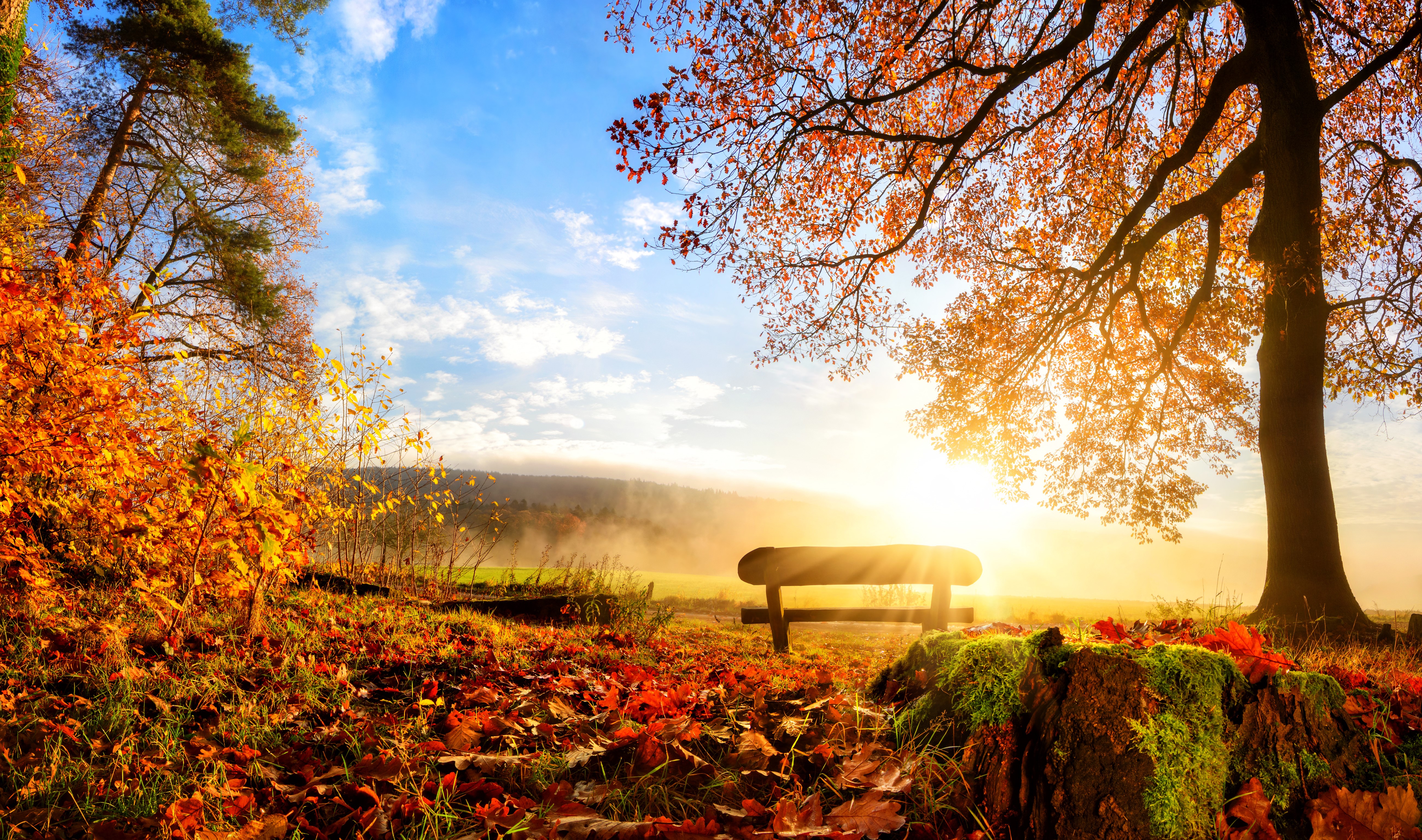 Autumn Scenery with Trees and Bench HD Wallpaper