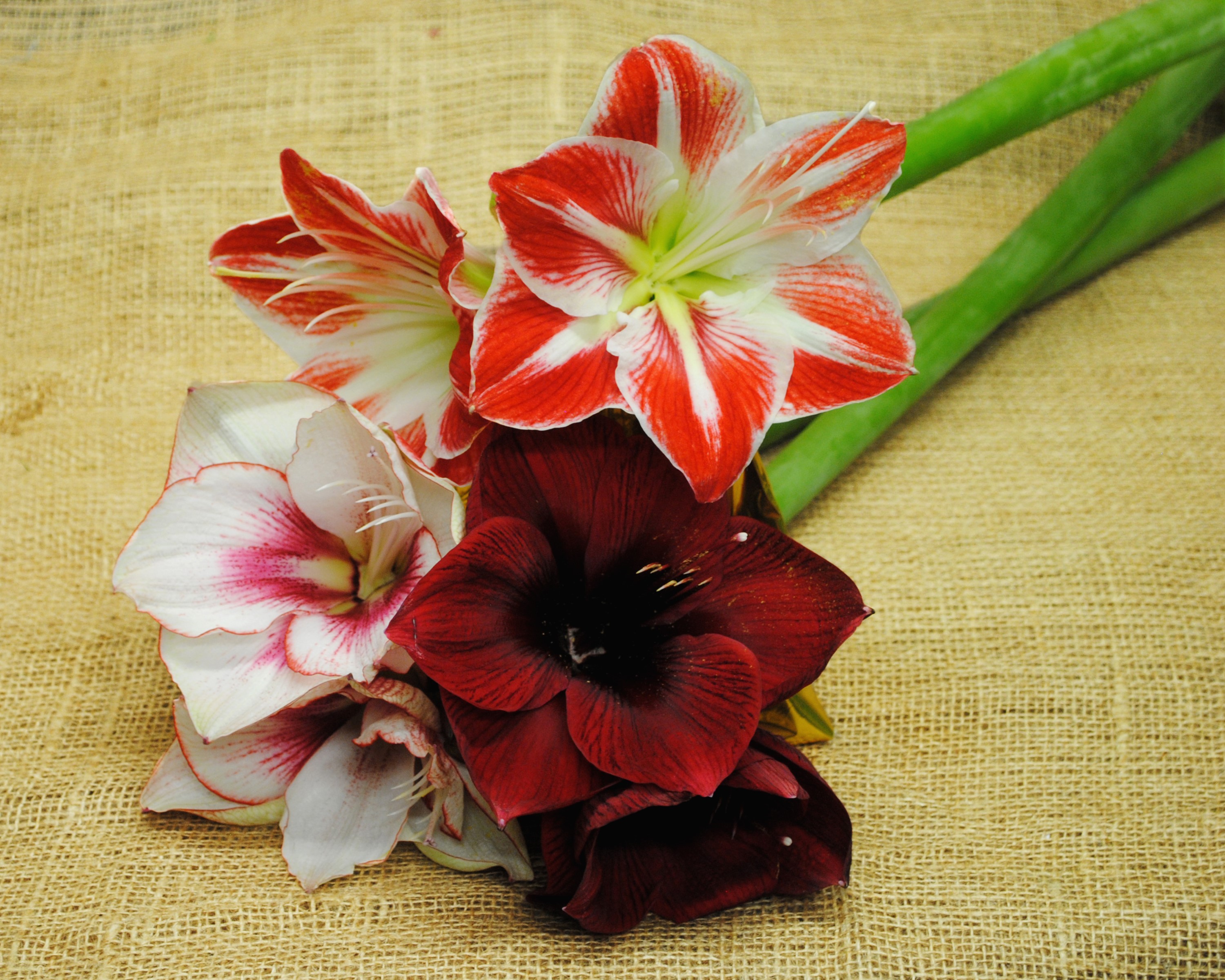 Amaryllis flowers on burlap HD Wallpaper