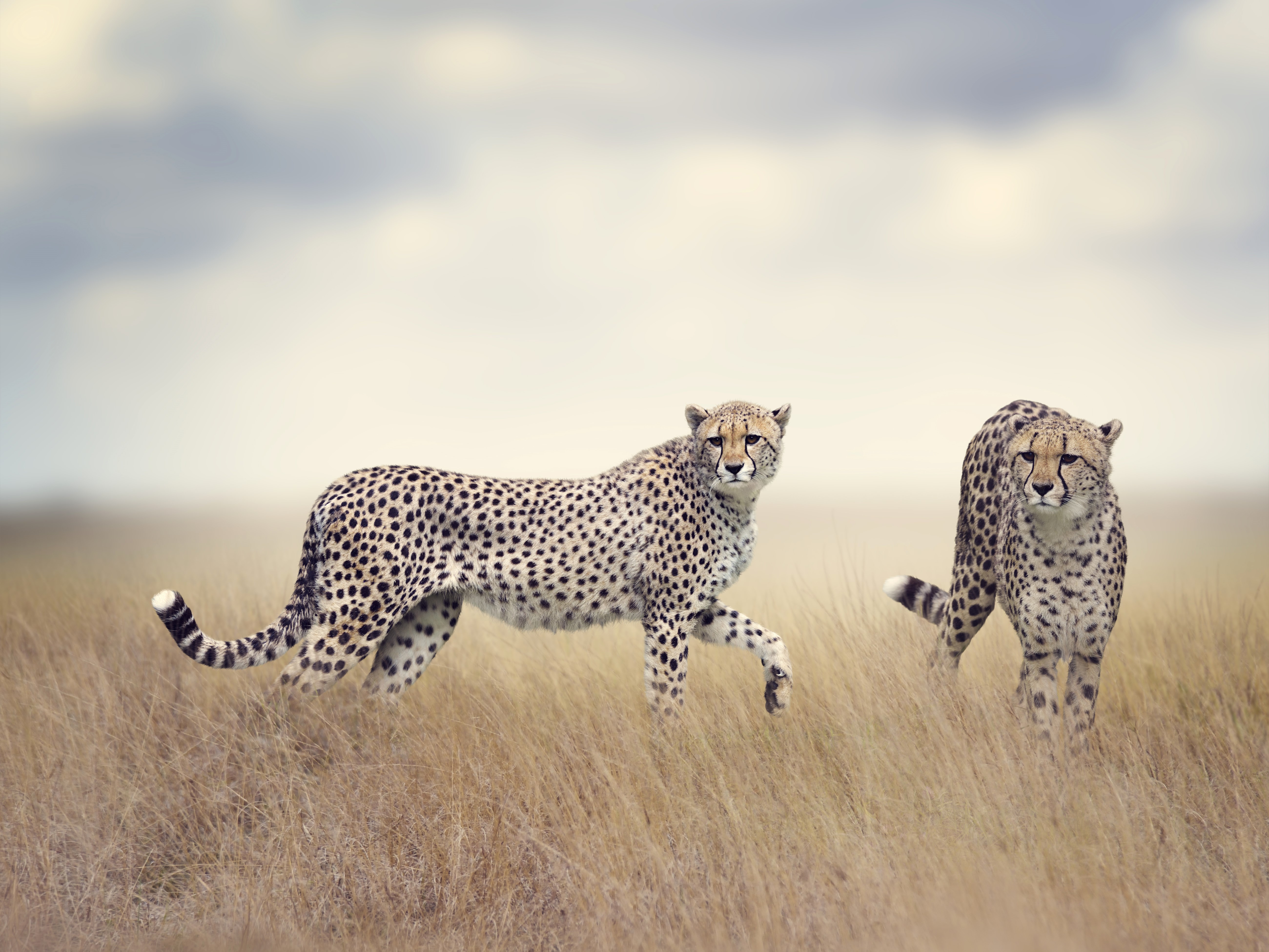 Two Cheetahs in a Dry Grassland HD Wallpaper