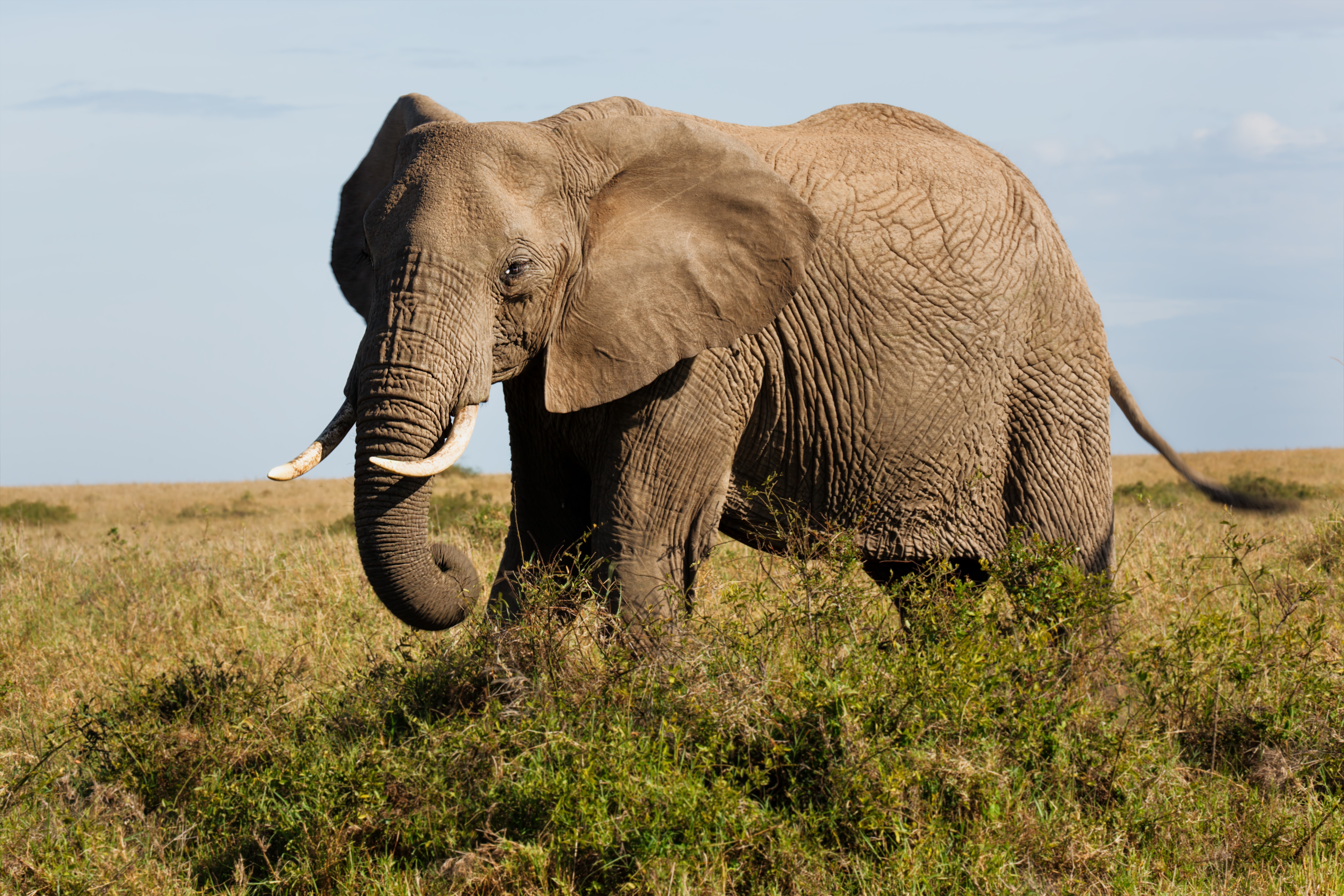 Elephant in a grassy field HD Wallpaper