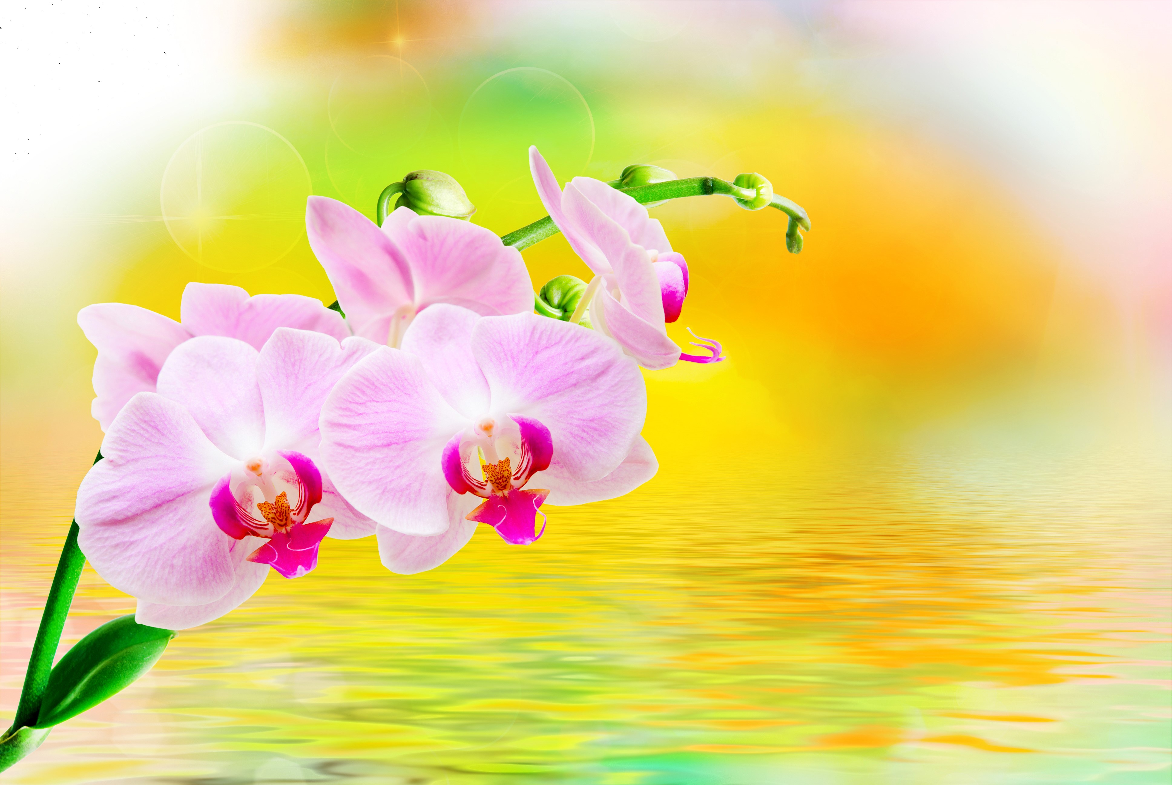 Pink Orchids with Water Reflection HD Wallpaper