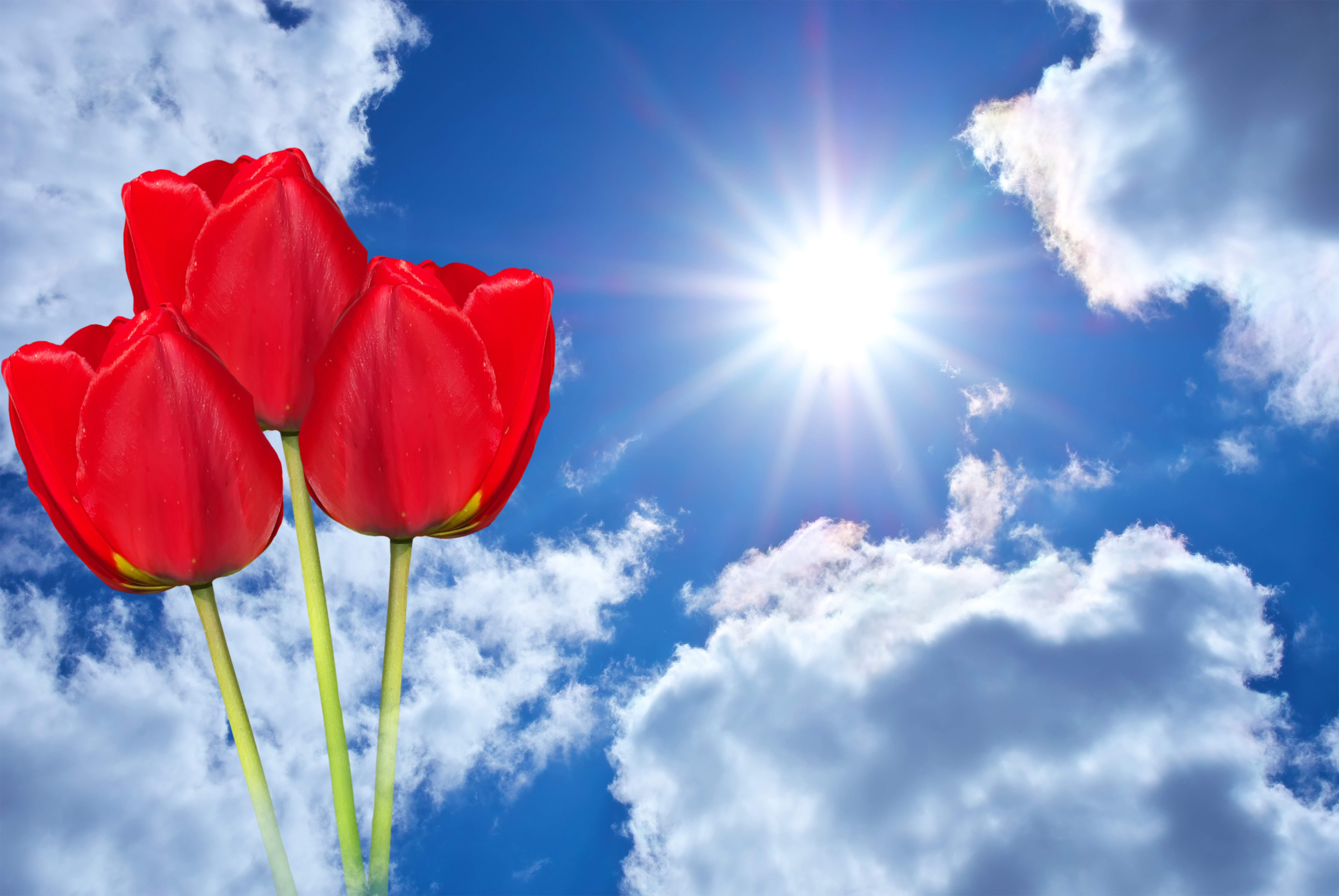 Red Tulips Against a Sunny Sky with Clouds HD Wallpaper