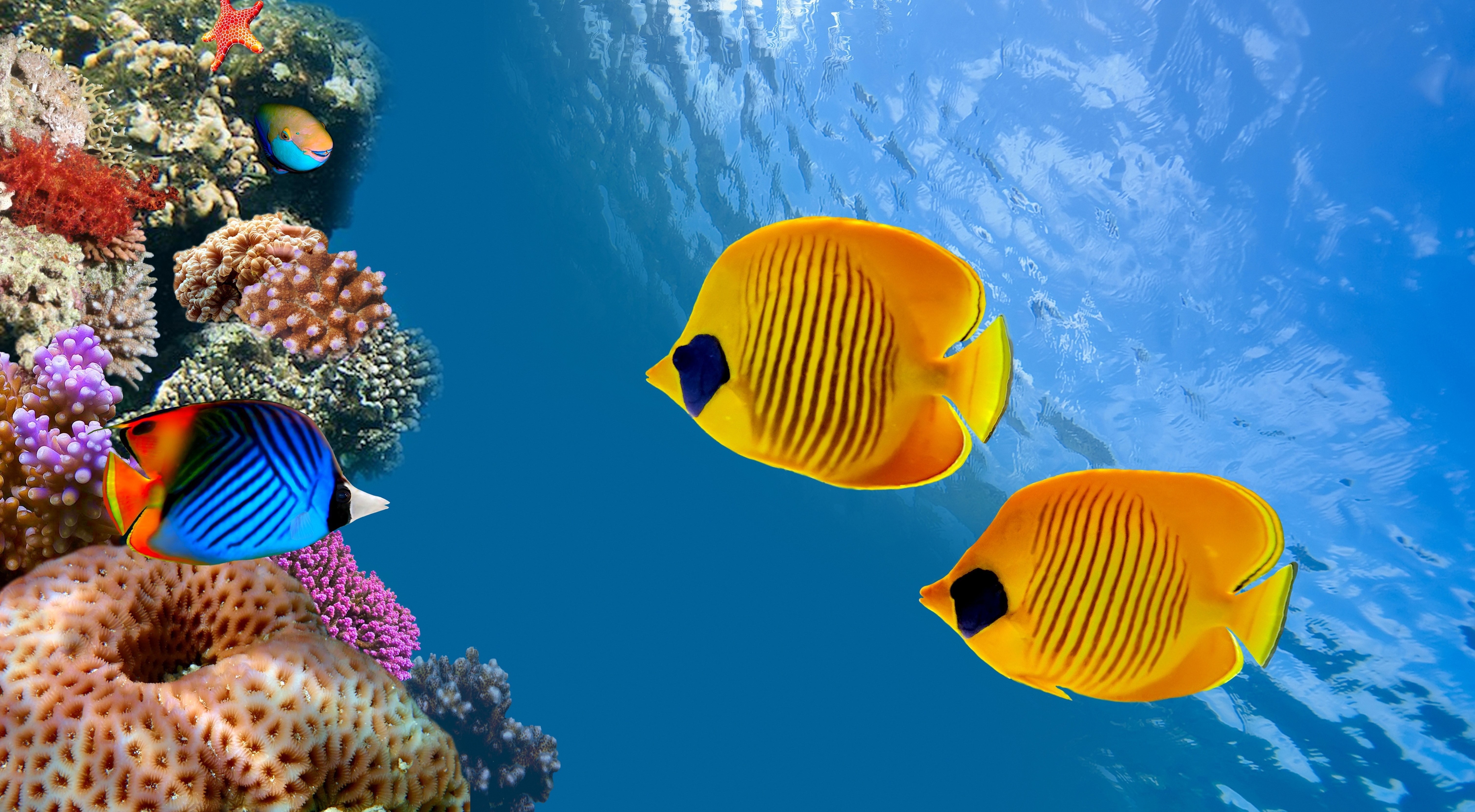 Butterflyfish swimming near coral reef underwater HD Wallpaper