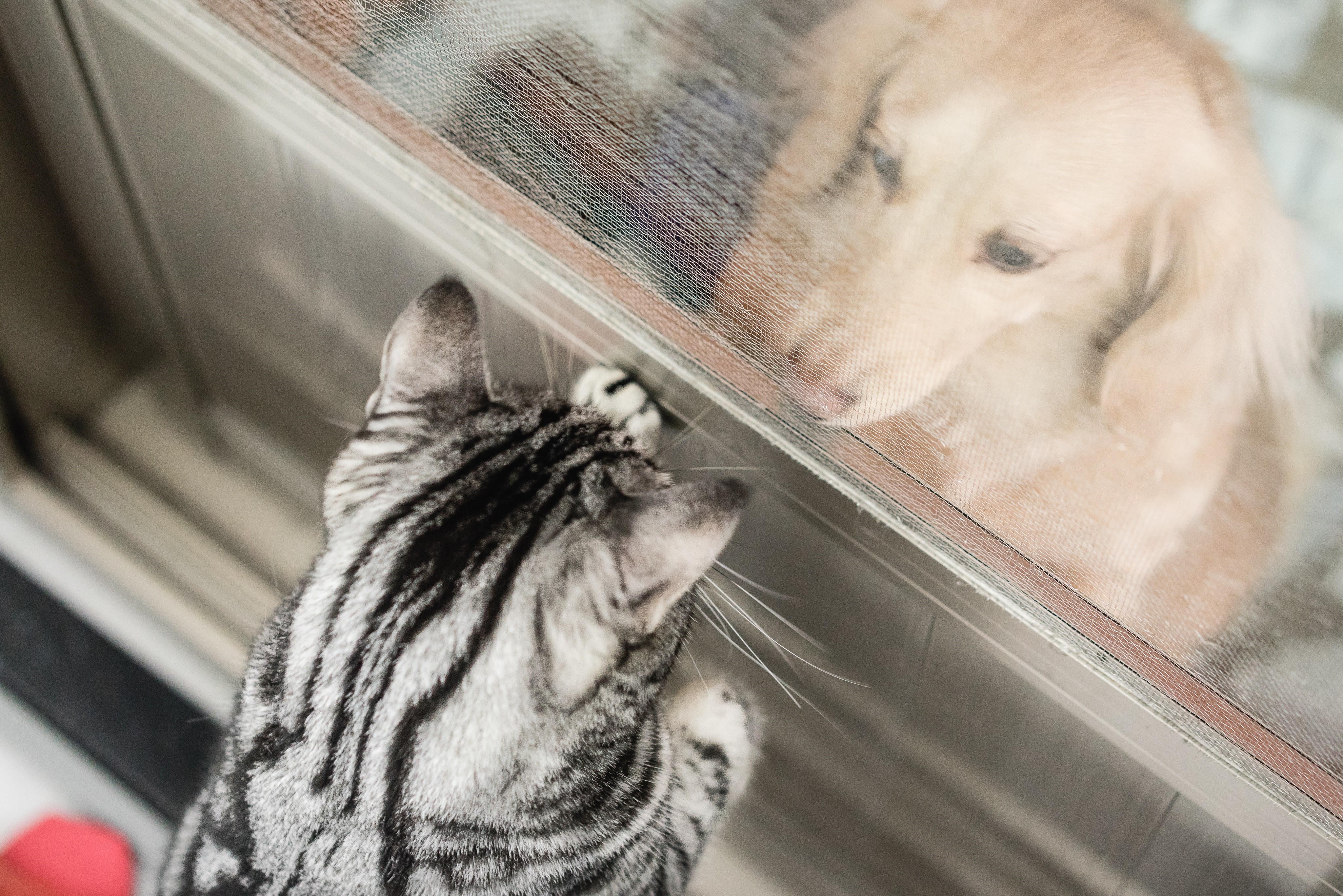 Cat and Dog looking through a window HD Wallpaper